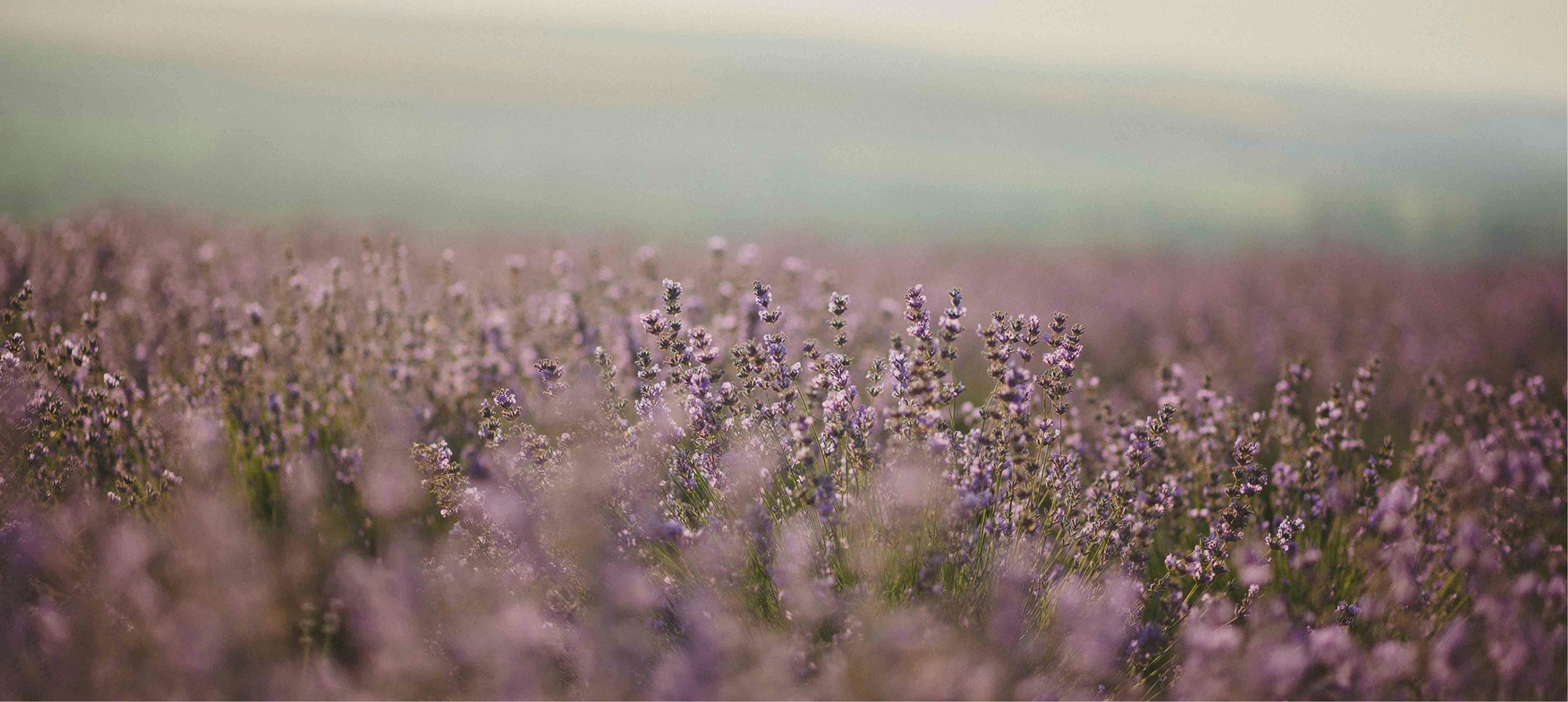 Lavender field with purple flowers in bloom, blurred background