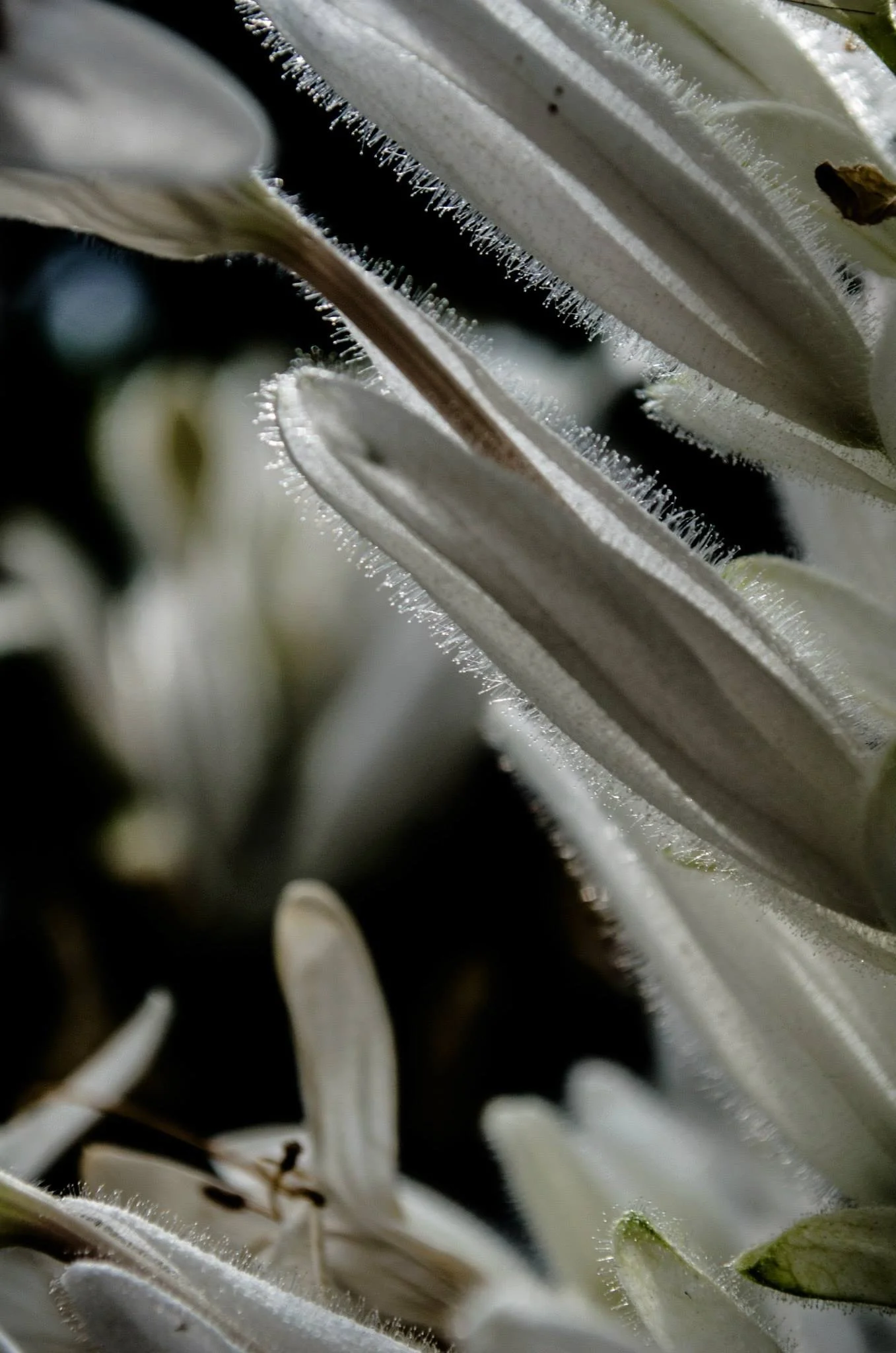 Close-up of white, fuzzy flower petals with small hairs and dark background.
