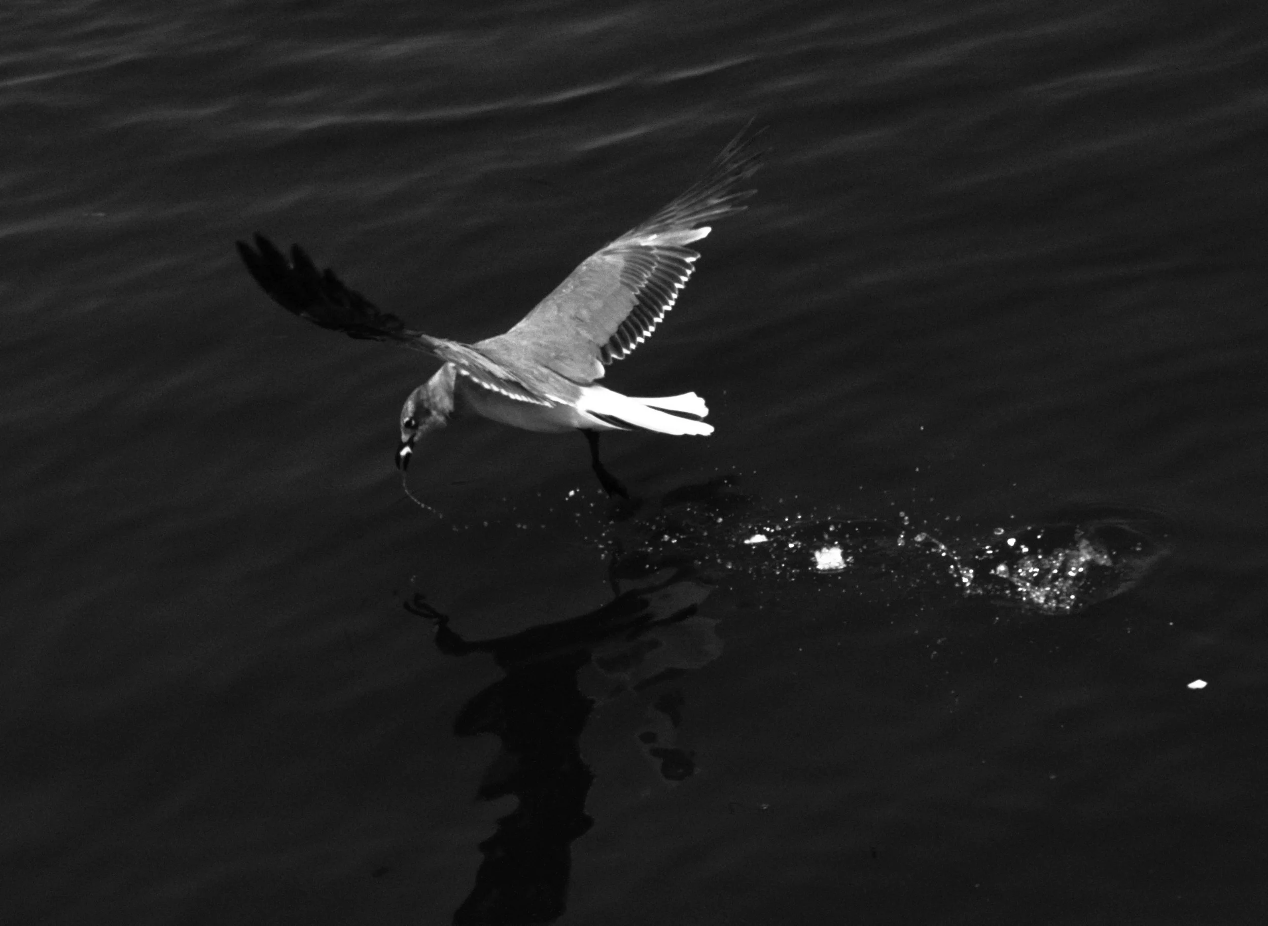 A bird, likely a seagull, catching food from the water with a fish in its beak, casting a reflection on the water's surface.
