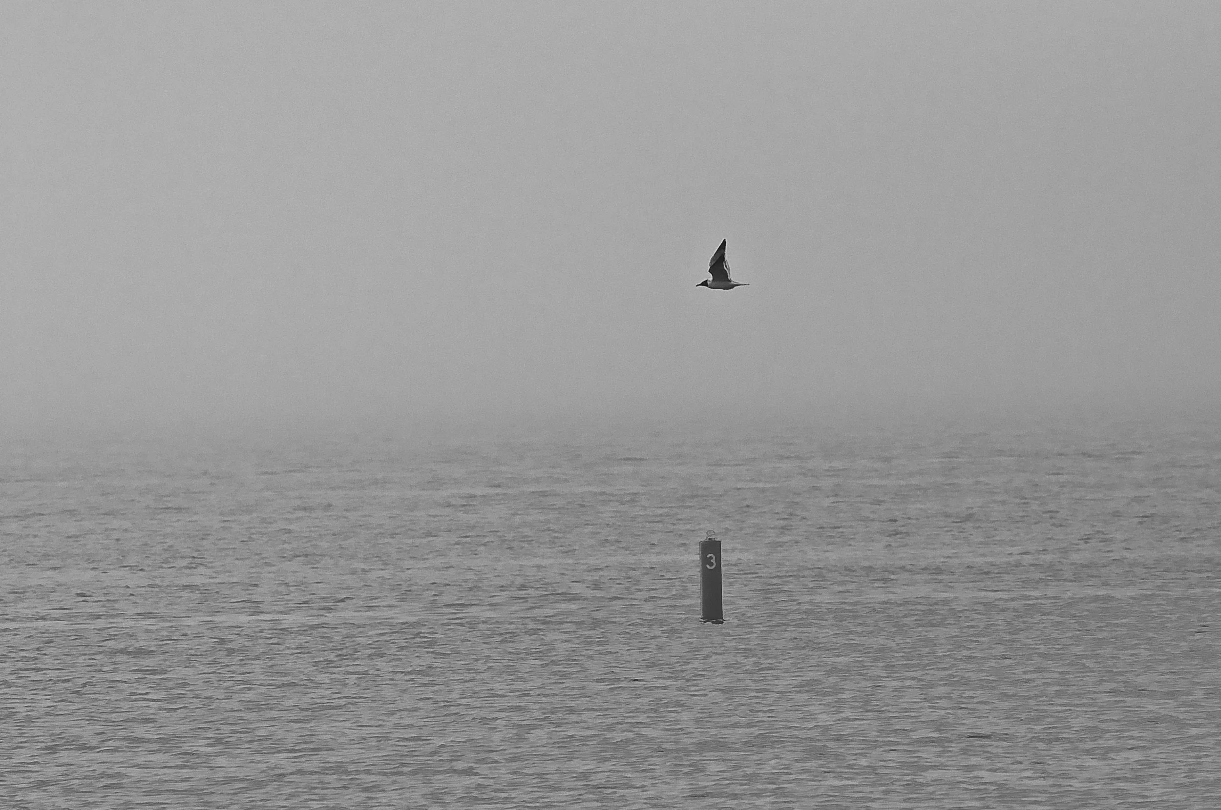 A bird flying over calm water in a foggy scene with a floating marker labeled '3' in the water.