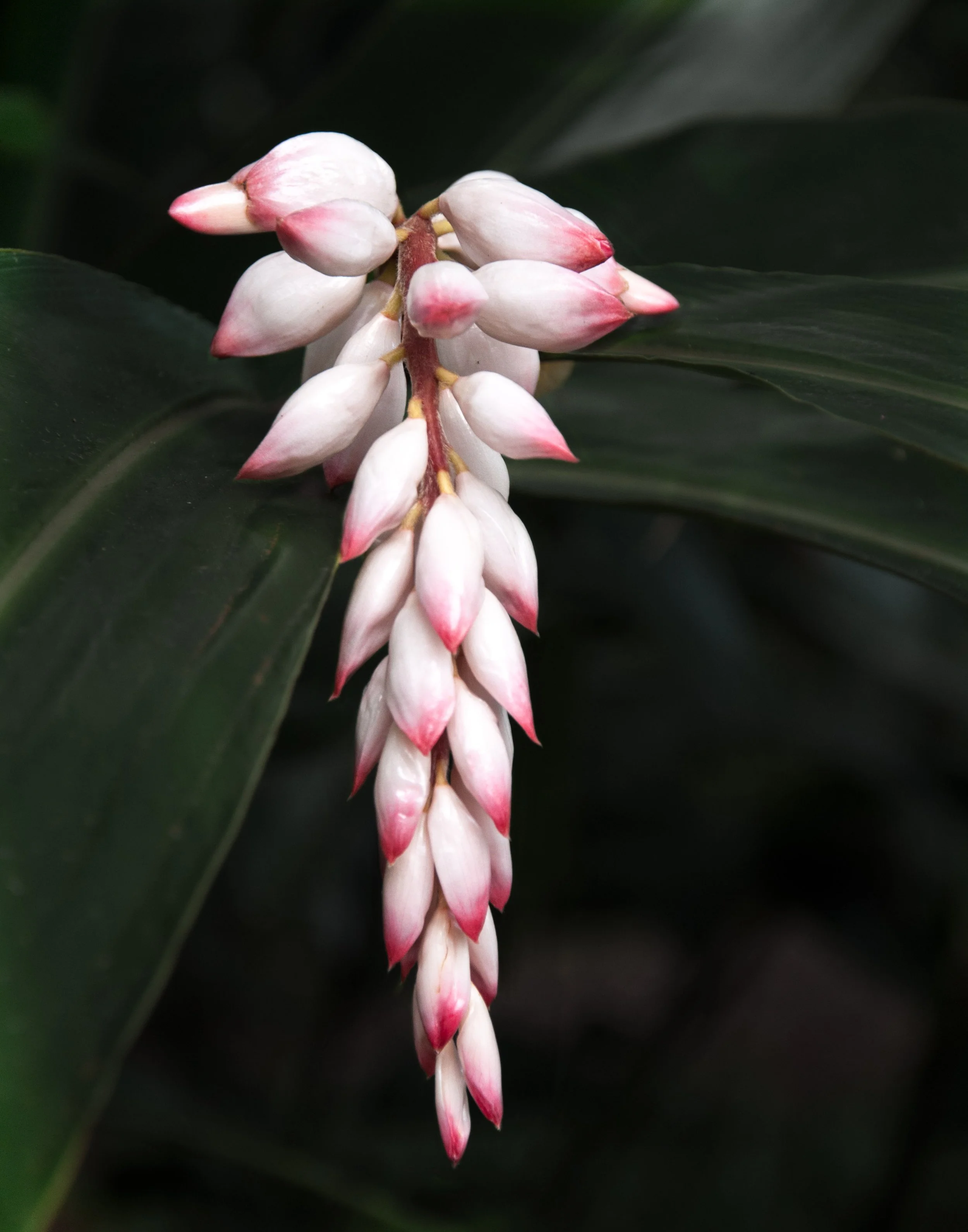 Close-up of a cluster of white and pink flower buds hanging downward with dark green leaves in the background.