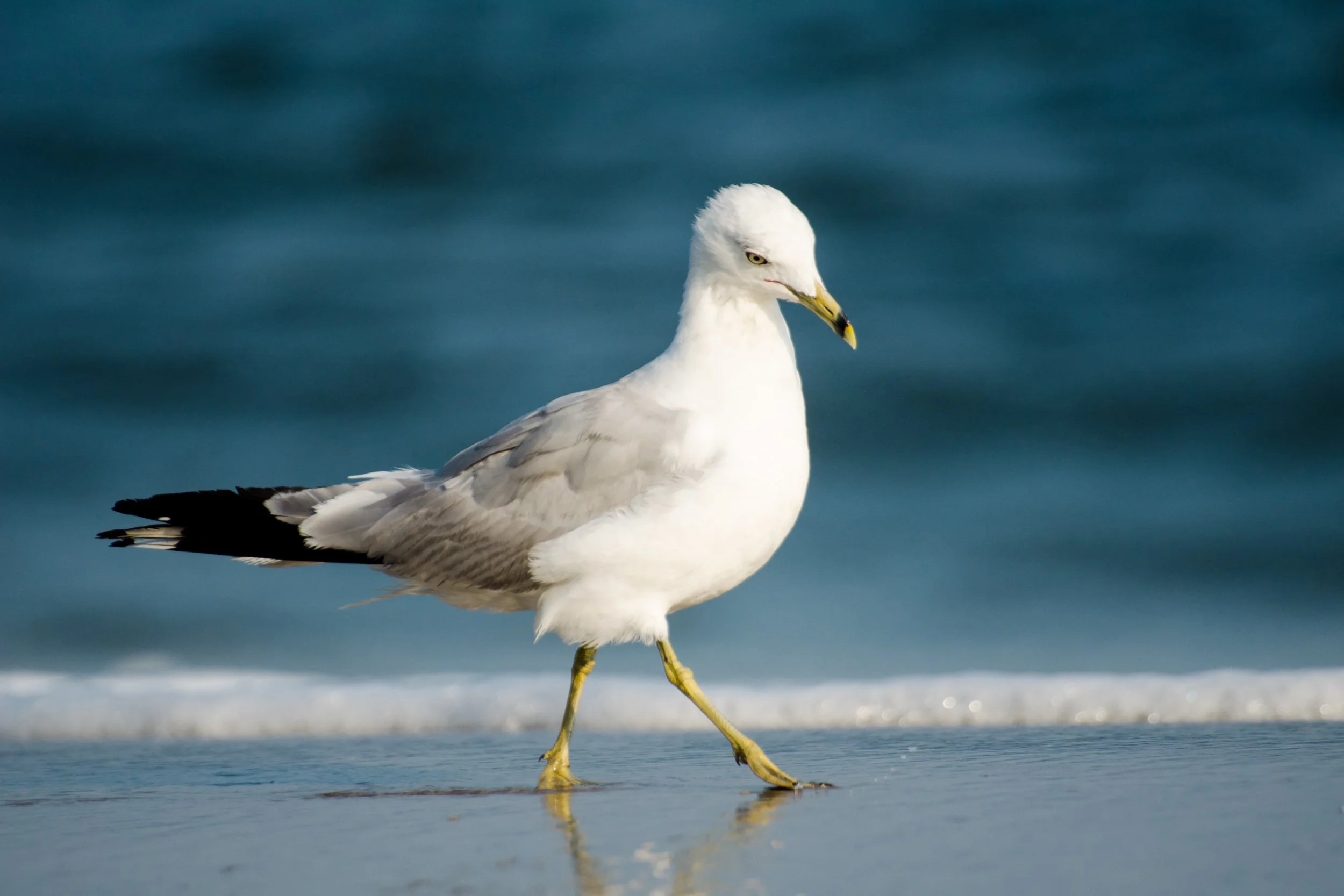 Seagull walking along the shoreline with ocean waves in the background.
