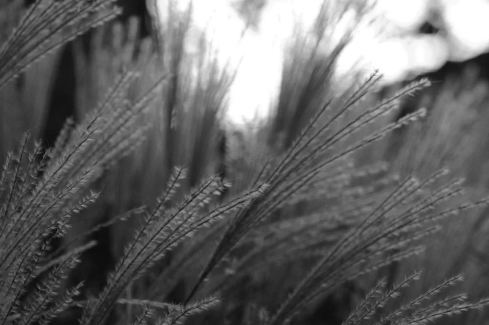 Close-up black and white photo of tall grass or wheat with a blurred background.