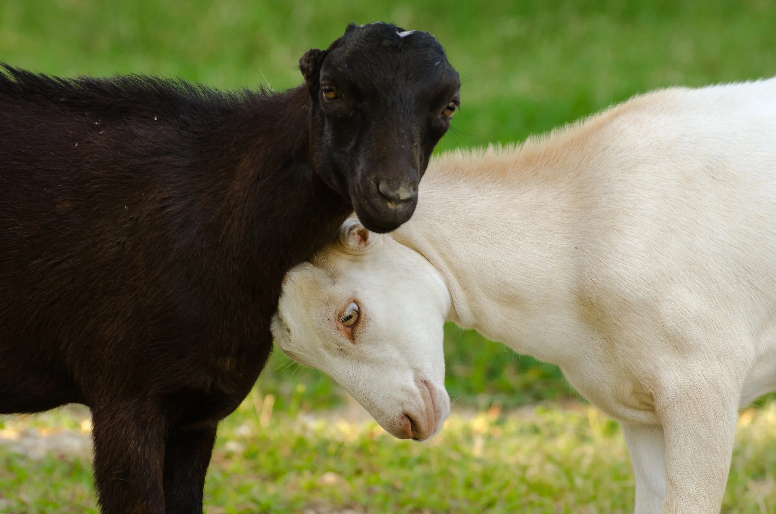 Two goats, one black and the other white, are close together with their heads touching in a grassy area.