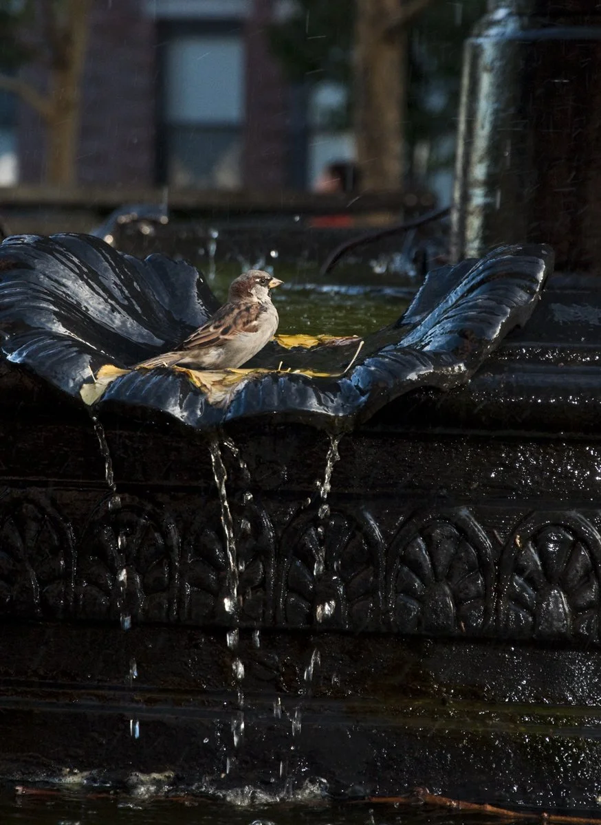 A small bird, likely a sparrow, perched on the edge of a black decorative fountain with flowing water, situated outdoors.