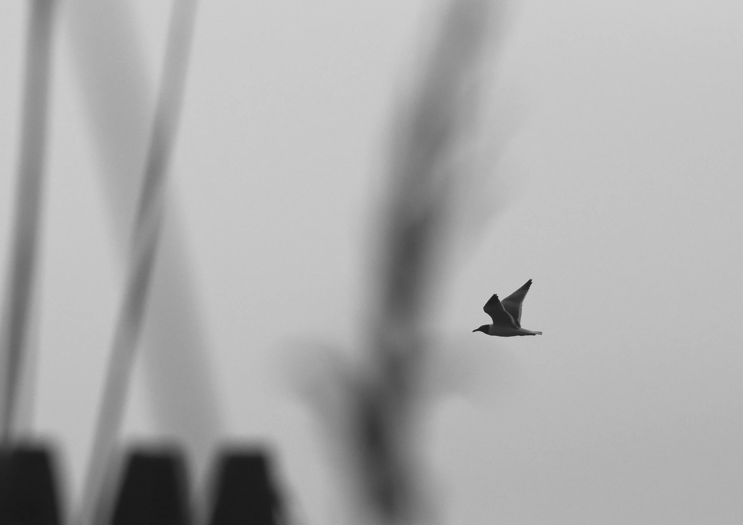 A black-and-white photo of a seagull flying in a cloudy sky with blurred objects in the foreground.