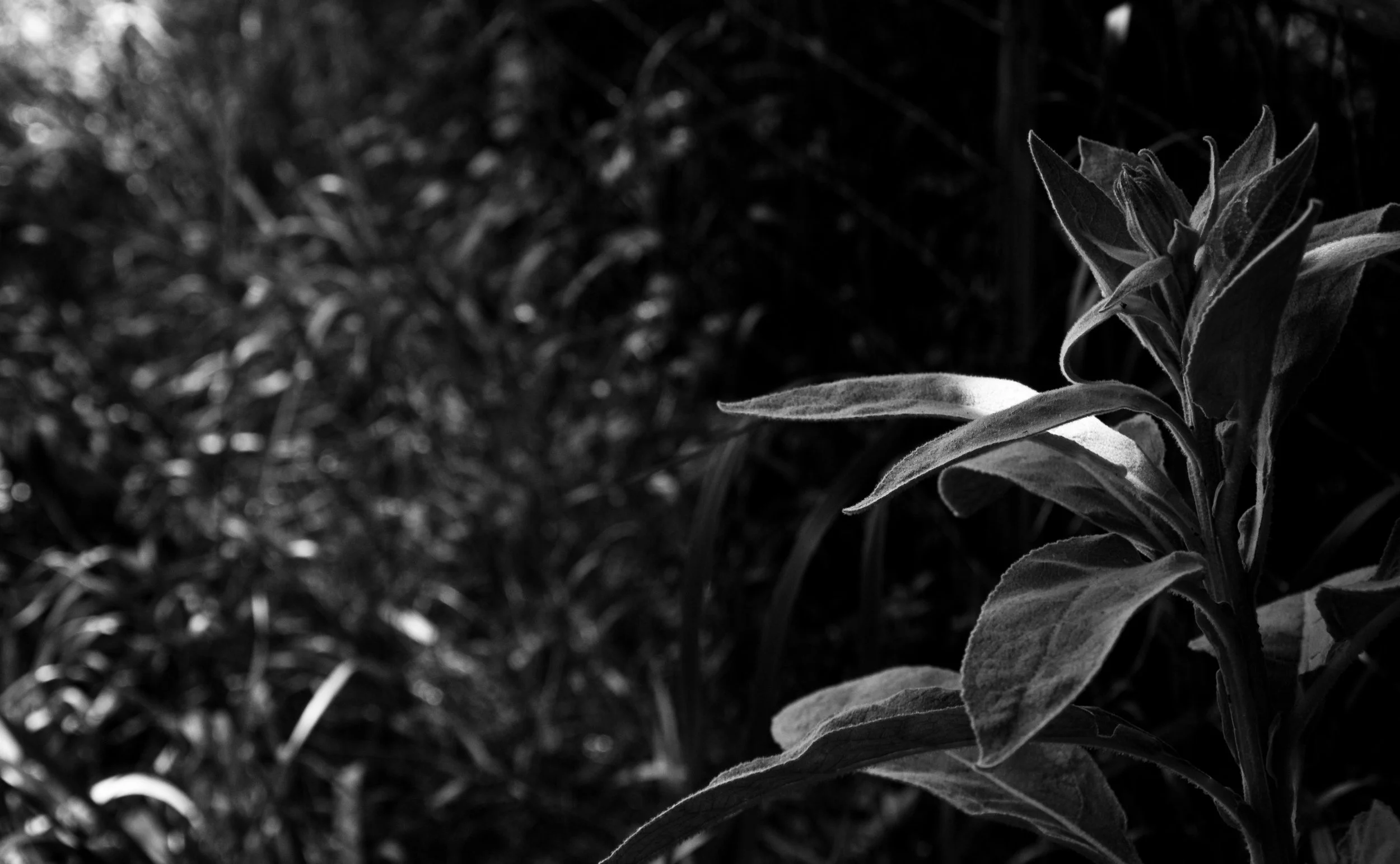 A black and white photo of a plant with elongated leaves, illuminated by sunlight, with a blurred background containing grass and other vegetation.