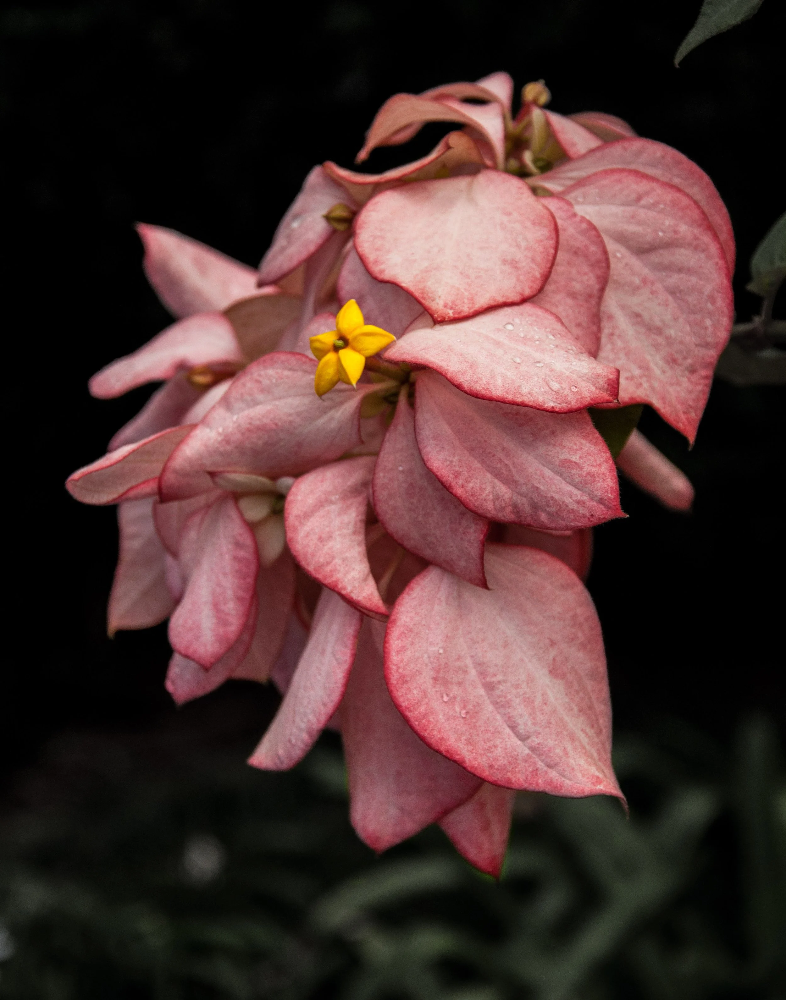 Pink bougainvillea flowers with small yellow blossoms and water droplets on petals against a dark background.