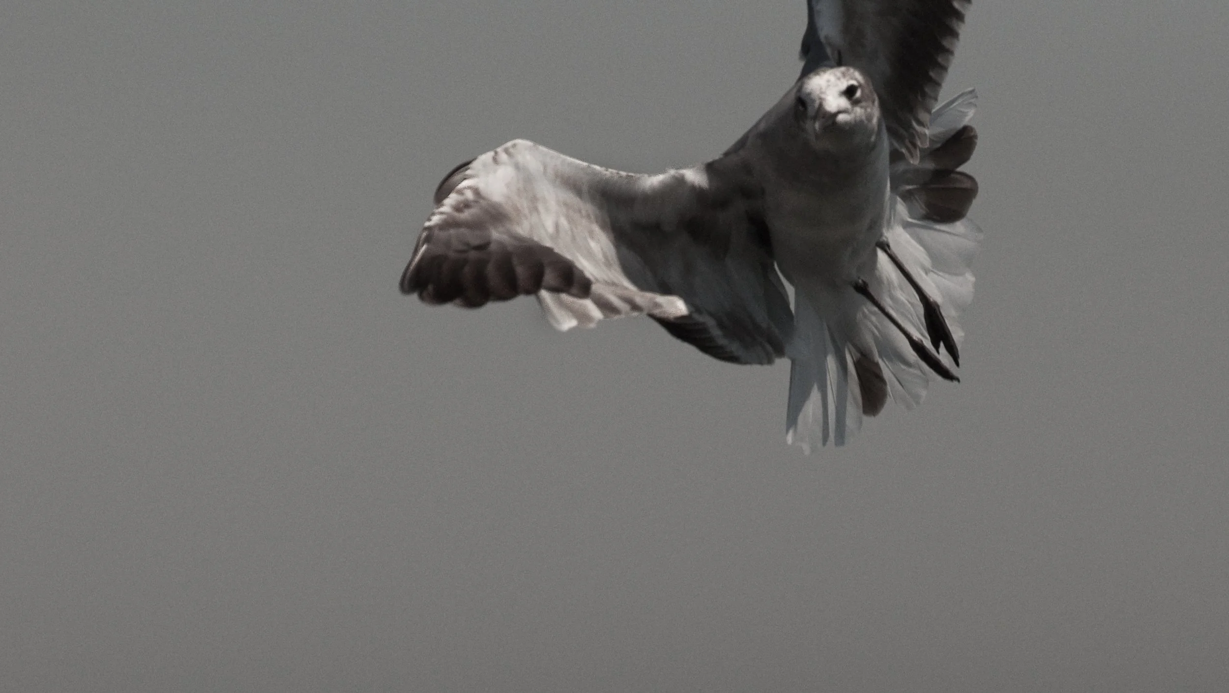 A bird of prey in flight against a gray sky, with wings spread wide.