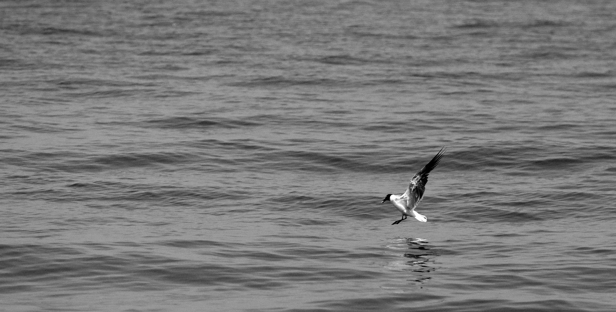 A bird, likely a seagull, flying above water with a fish in its beak, seen in a black-and-white photo.