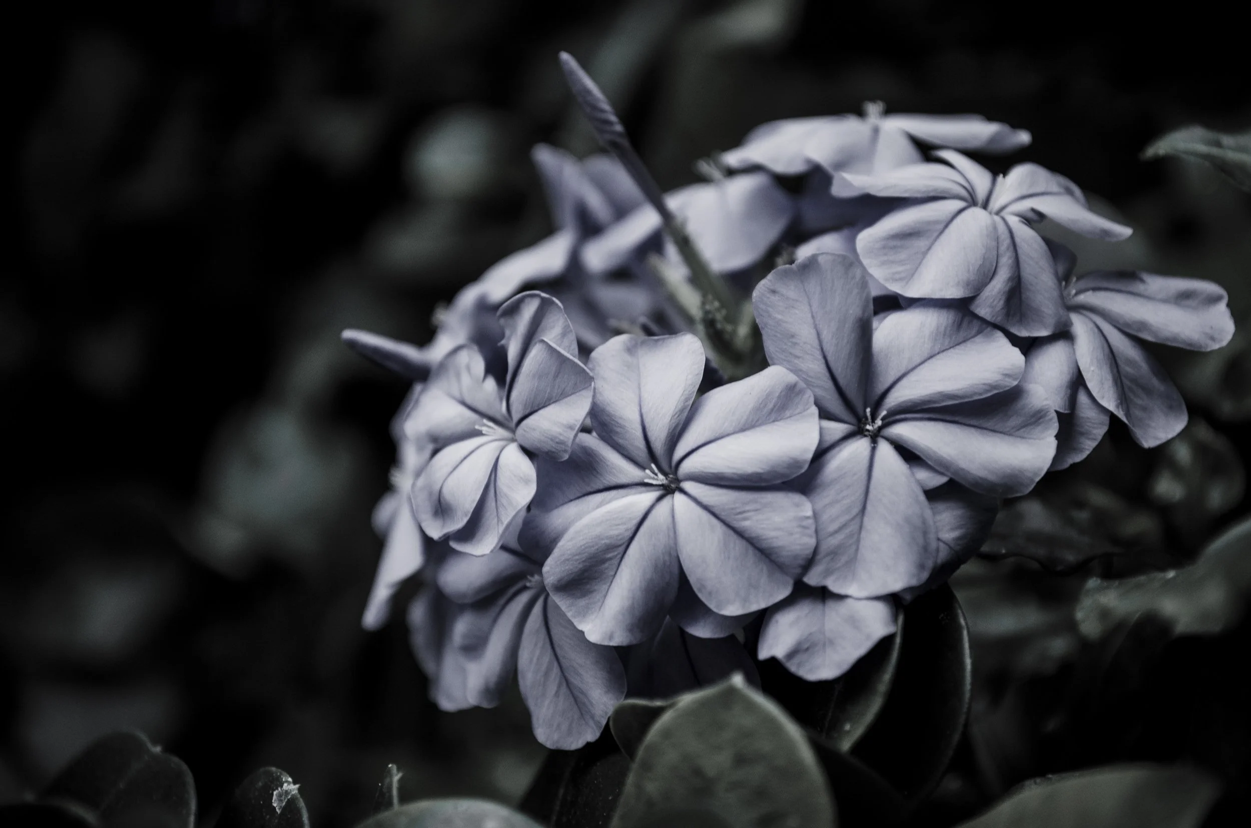 Close-up of pale, velvety flowers with dark leaves background.