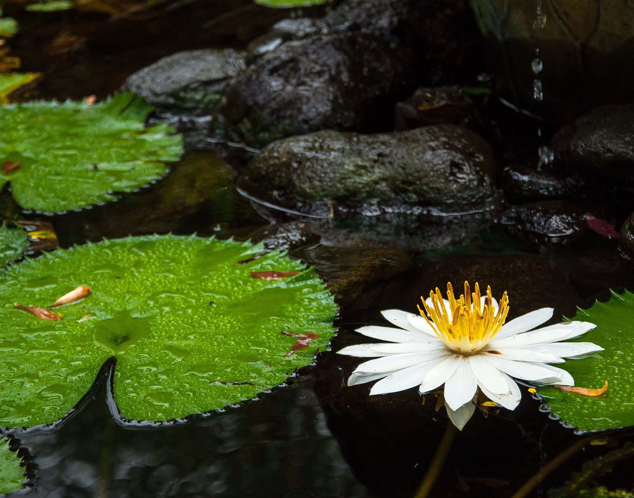 A white water lily with yellow stamens floating on dark water alongside green lily pads with water droplets.