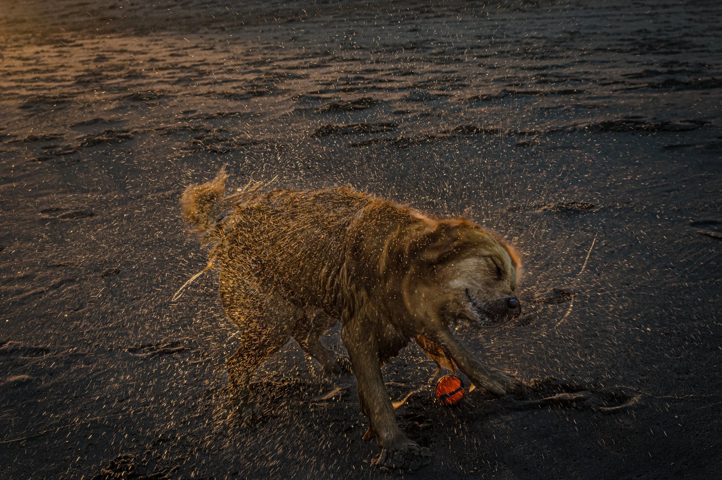 Dog playing with a ball on the beach, splashing water.