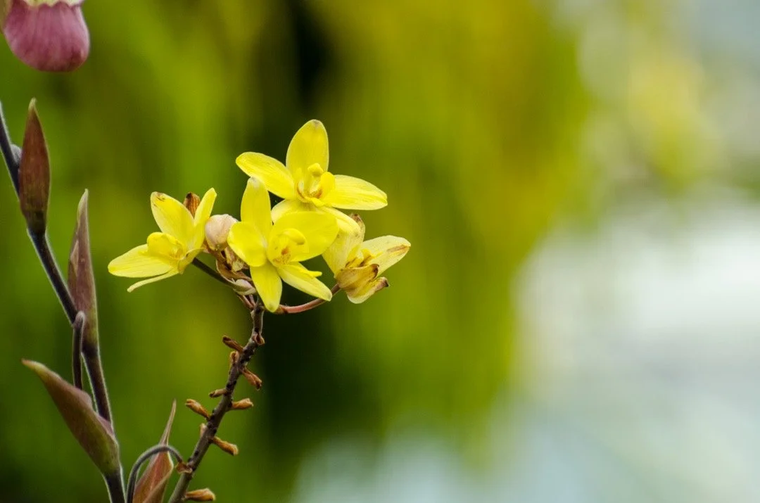 Yellow orchid flowers on a green blurred background.