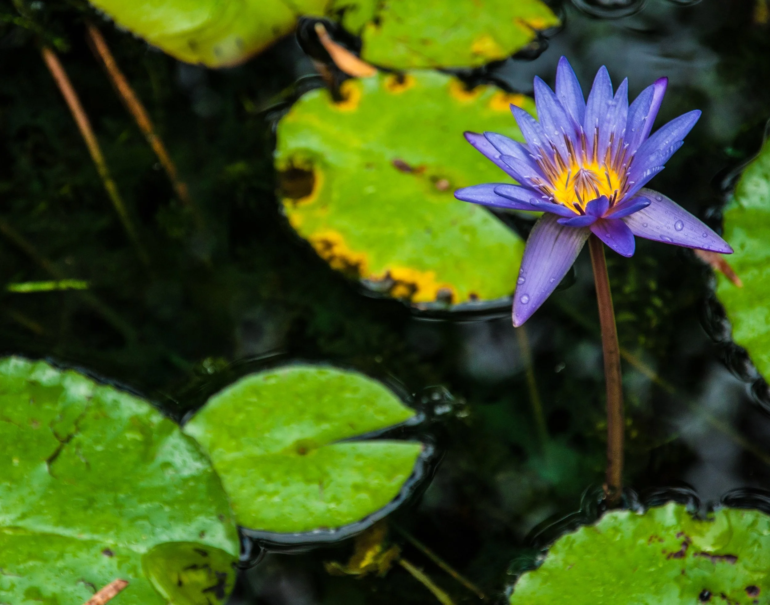 A purple water lily with yellow center blooming among green lily pads on a pond.