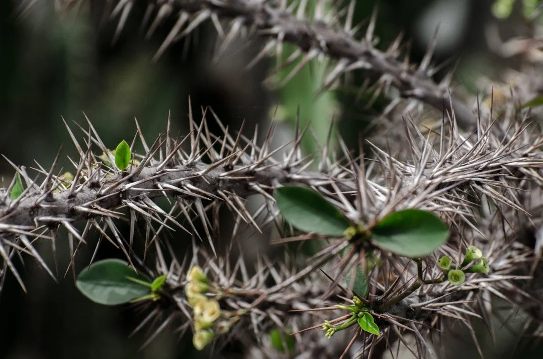 Close-up of a cactus branch with numerous sharp thorns, green leaves, and clusters of small yellowish flowers.