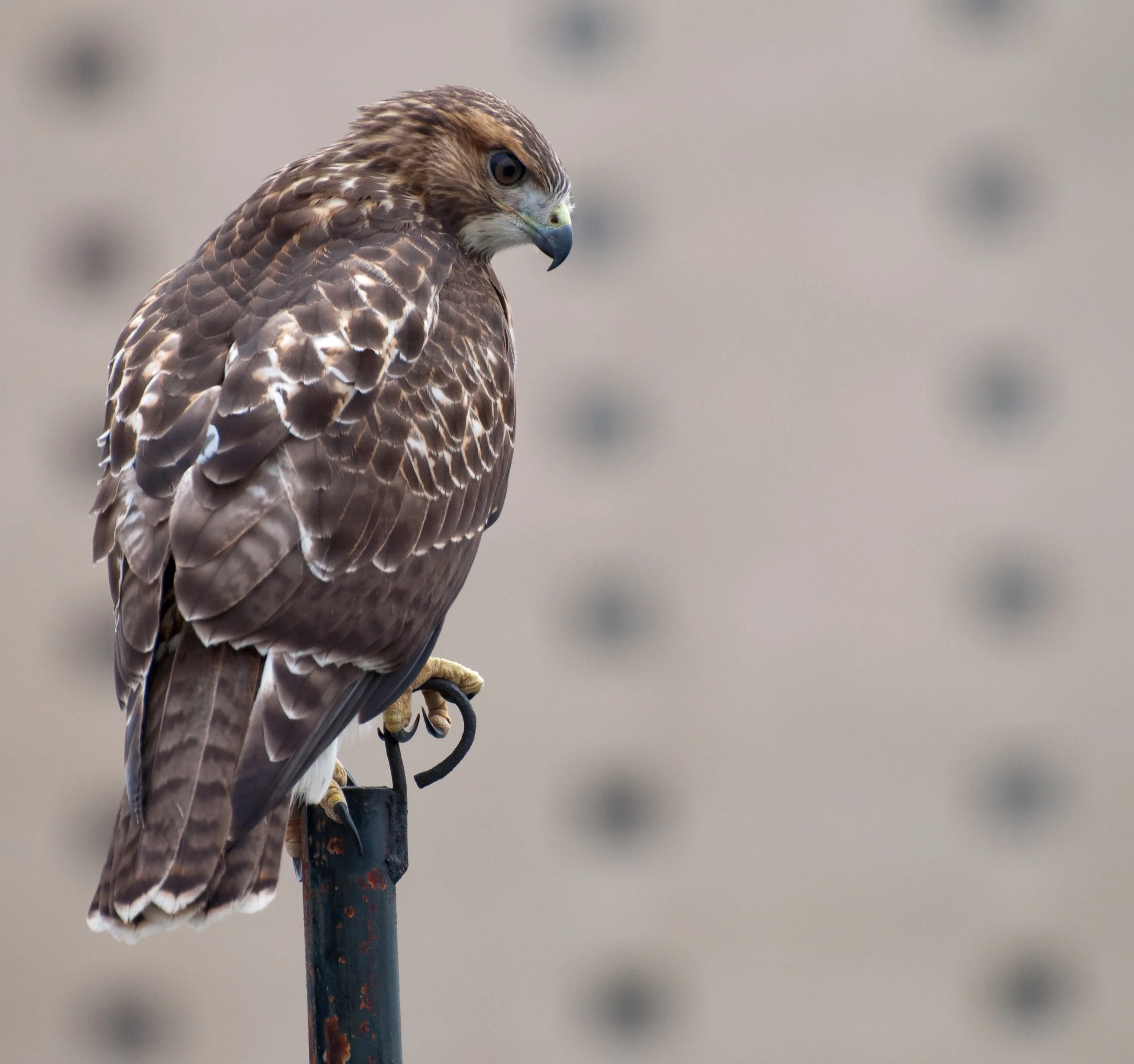 A hawk perched on a rusty metal pole sideways, showing detailed brown and white feather patterns, with a blurred background.