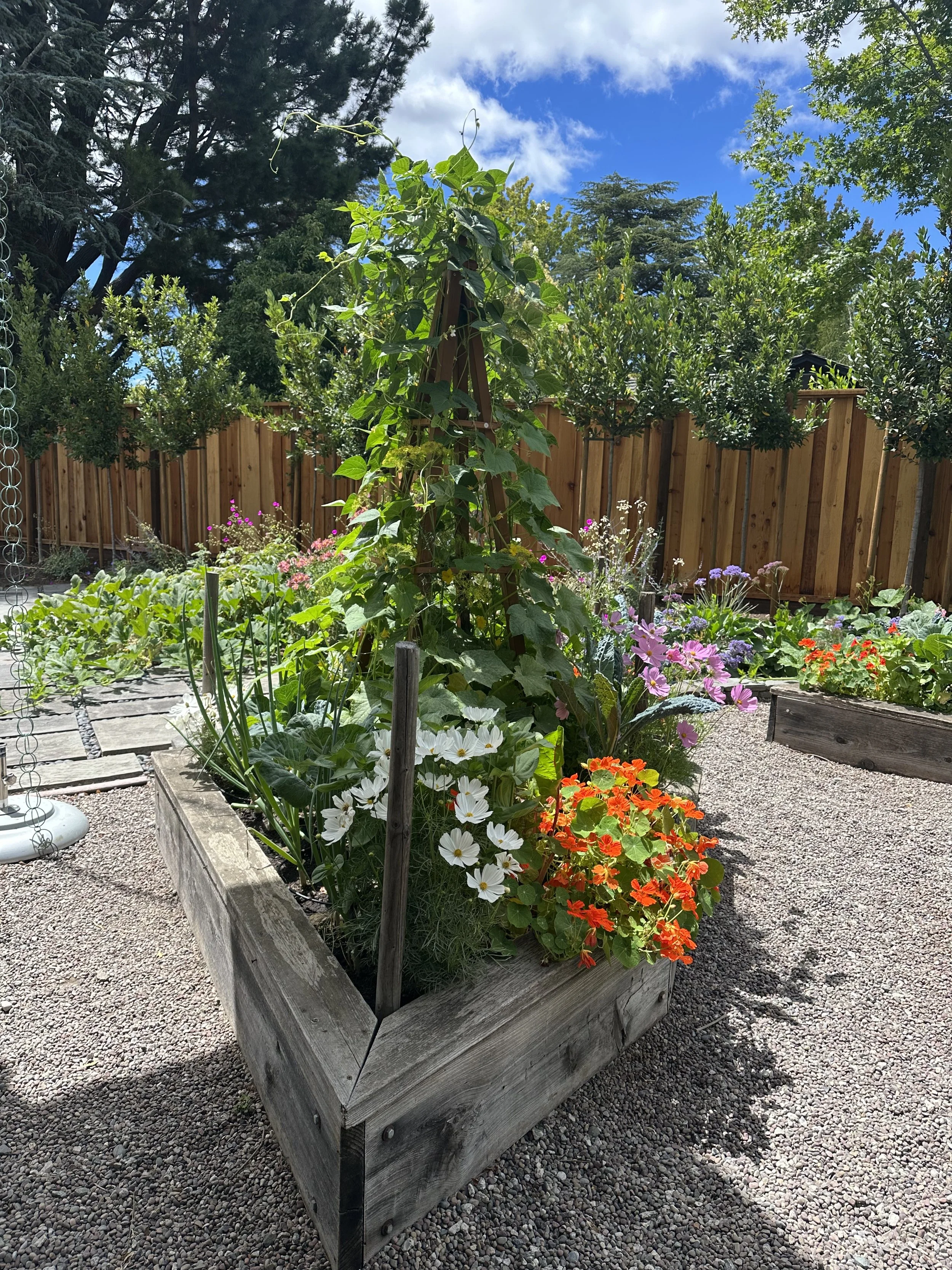 A garden with a wooden raised bed containing various colorful flowers and plants, enclosed by a wooden fence, with a gravel path in front, under a partly cloudy blue sky.