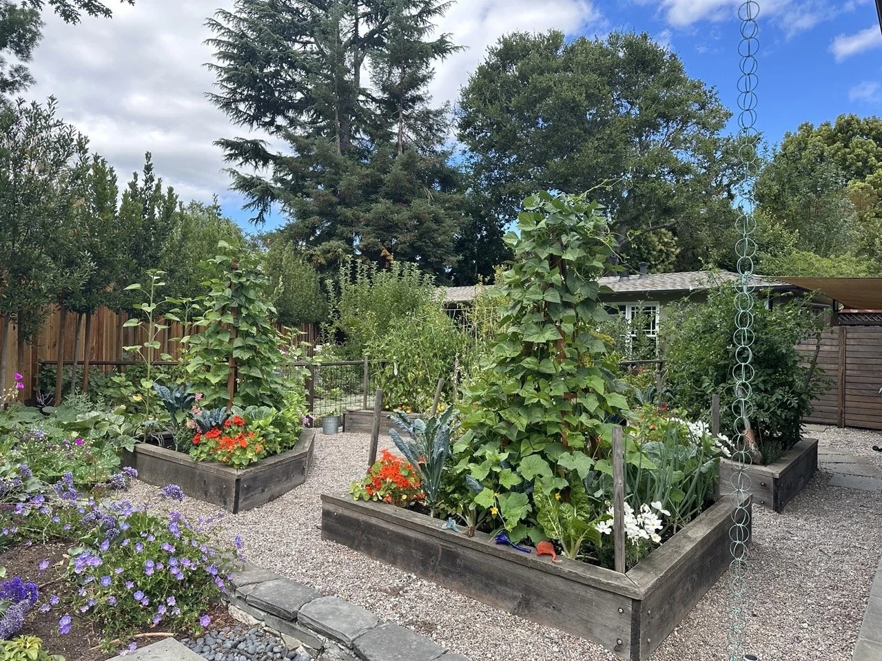 A backyard garden with three large wooden raised beds filled with various plants and flowers, a gravel pathway, trees, a wooden fence, and a house in the background under a partly cloudy sky.