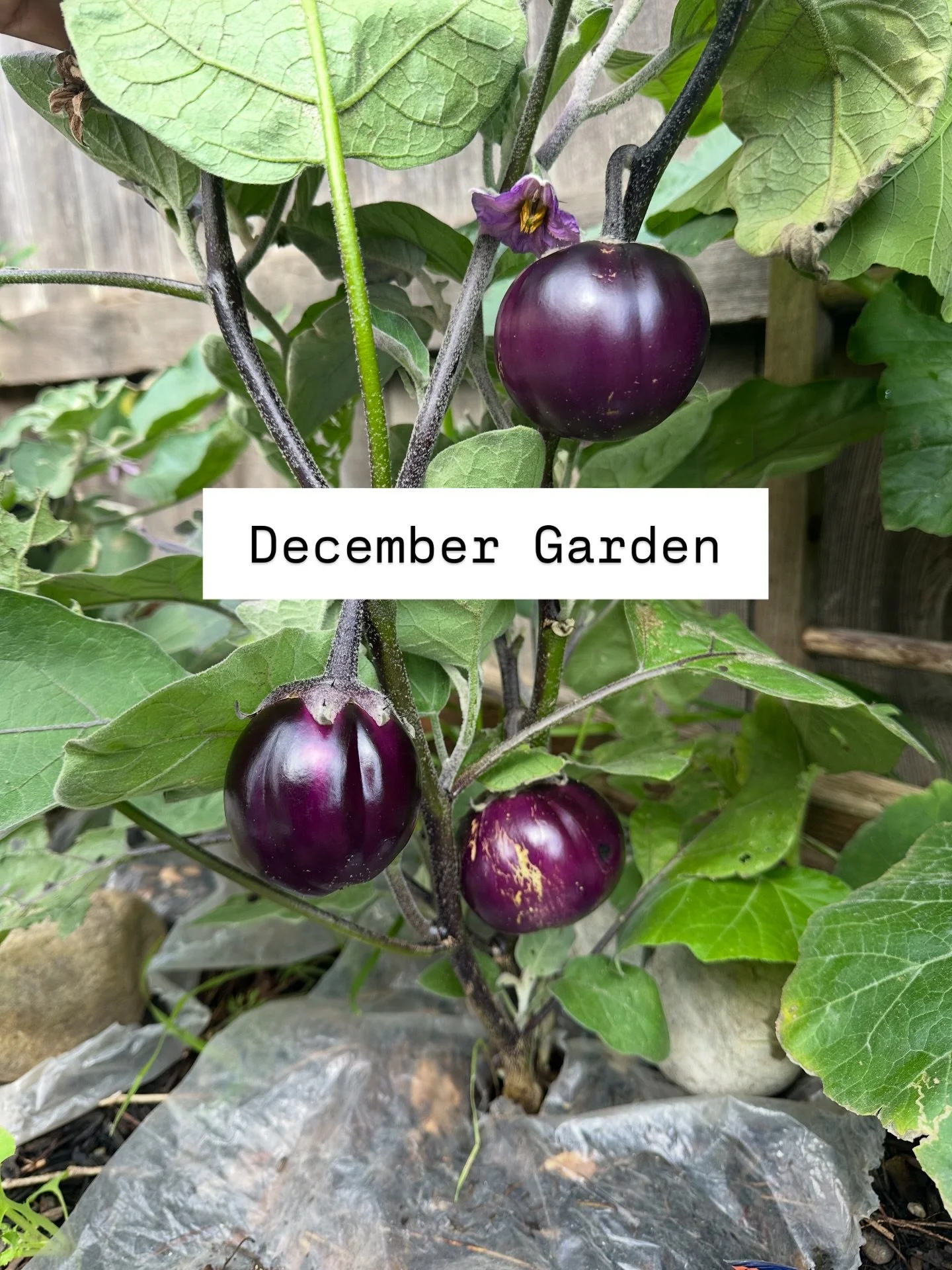 December Garden. 

28 more days till the end of the year!! What are you planning to do to make the most of 2025? I will be spending a LOT of time with extended family and bookend the year with a lot of joyful memories. 

The garden continues to help 