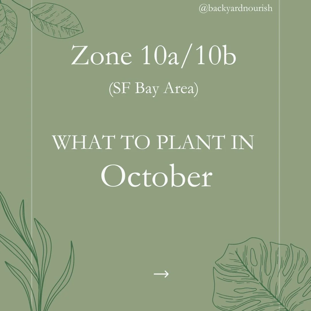 Super late for this month but October is a BUSY month both at home and in the garden. To me October is the start of holiday season and it also means the end of the year is near. It is joyful but also chaotic. Two of the biggest Hindu holidays are thi