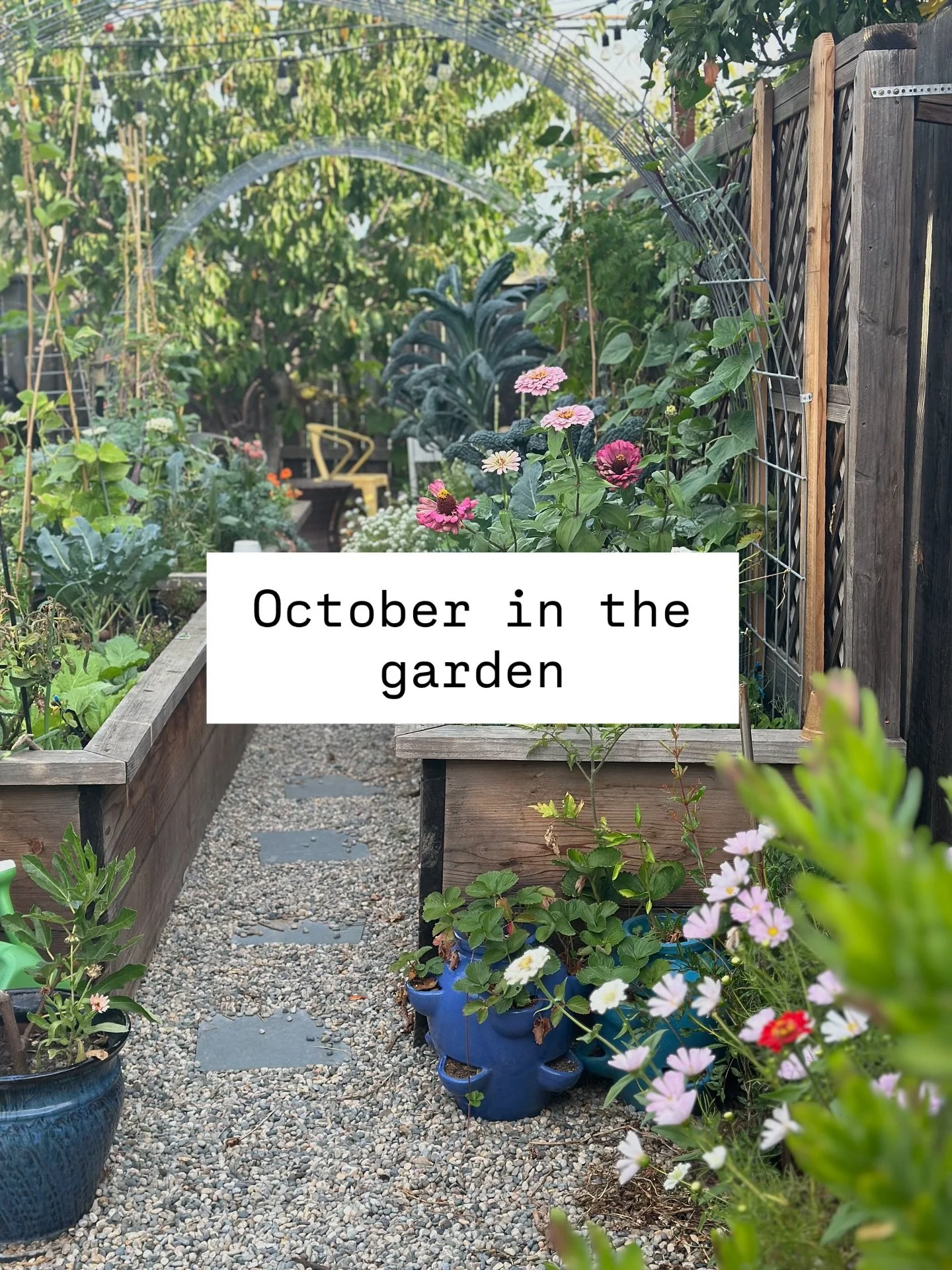 October morning in my garden. It is so beautiful to watch the last bit of summer and the promise of fall in the garden. 😍

#growwithbackyardnourish #organicgarden #backyardgarden #bayareagardening #raisedbedgarden #vegetablegarden #fallgarden