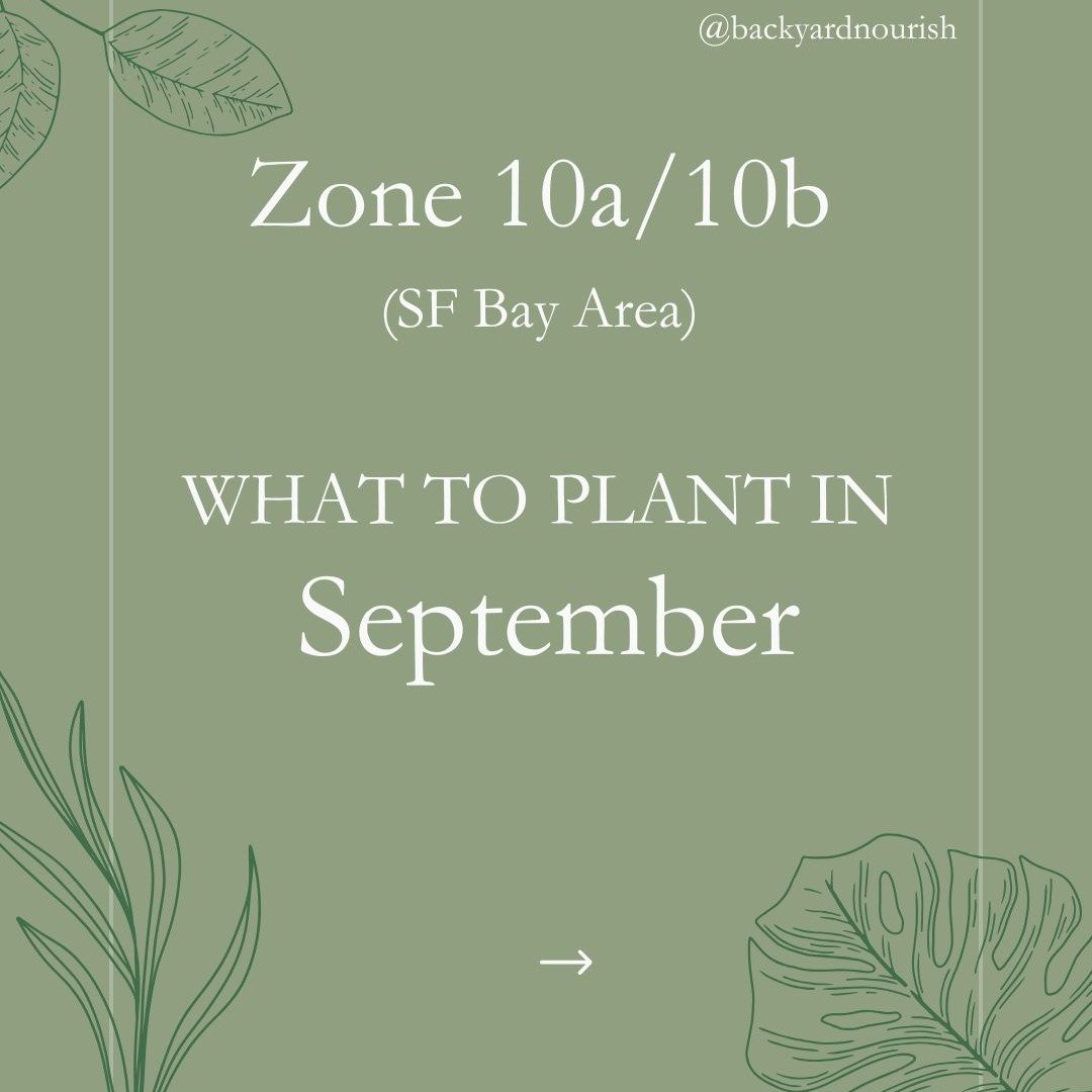 September is such an exciting time in the garden. Its the beginning of all things Fall. Think of all your broccoli, cauliflower, carrots, radishes, and all your salad greens. And its also much quieter and dare I say, easier due to less pest pressure.