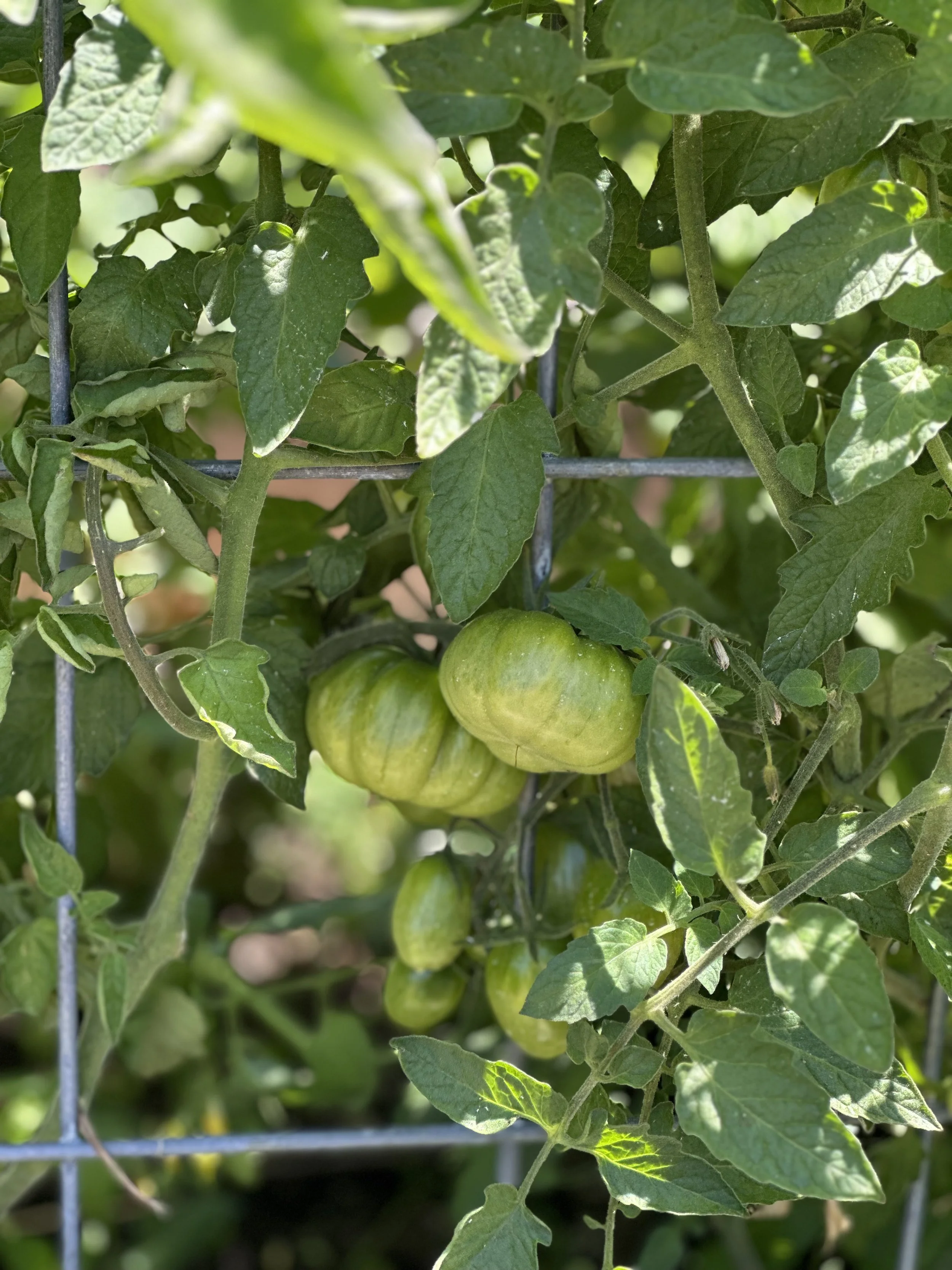 Close-up of green tomato plant with ripening tomatoes hanging among green leaves and plant stems, secured by a wire fence.