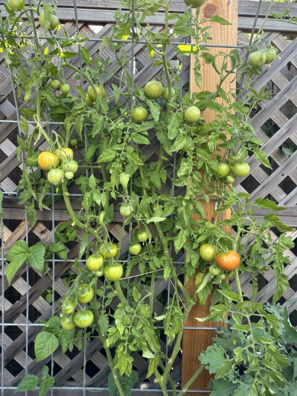 Tomato plants growing on a trellis with green and ripening orange tomatoes, supported by a wooden stake and surrounded by a lattice fence.
