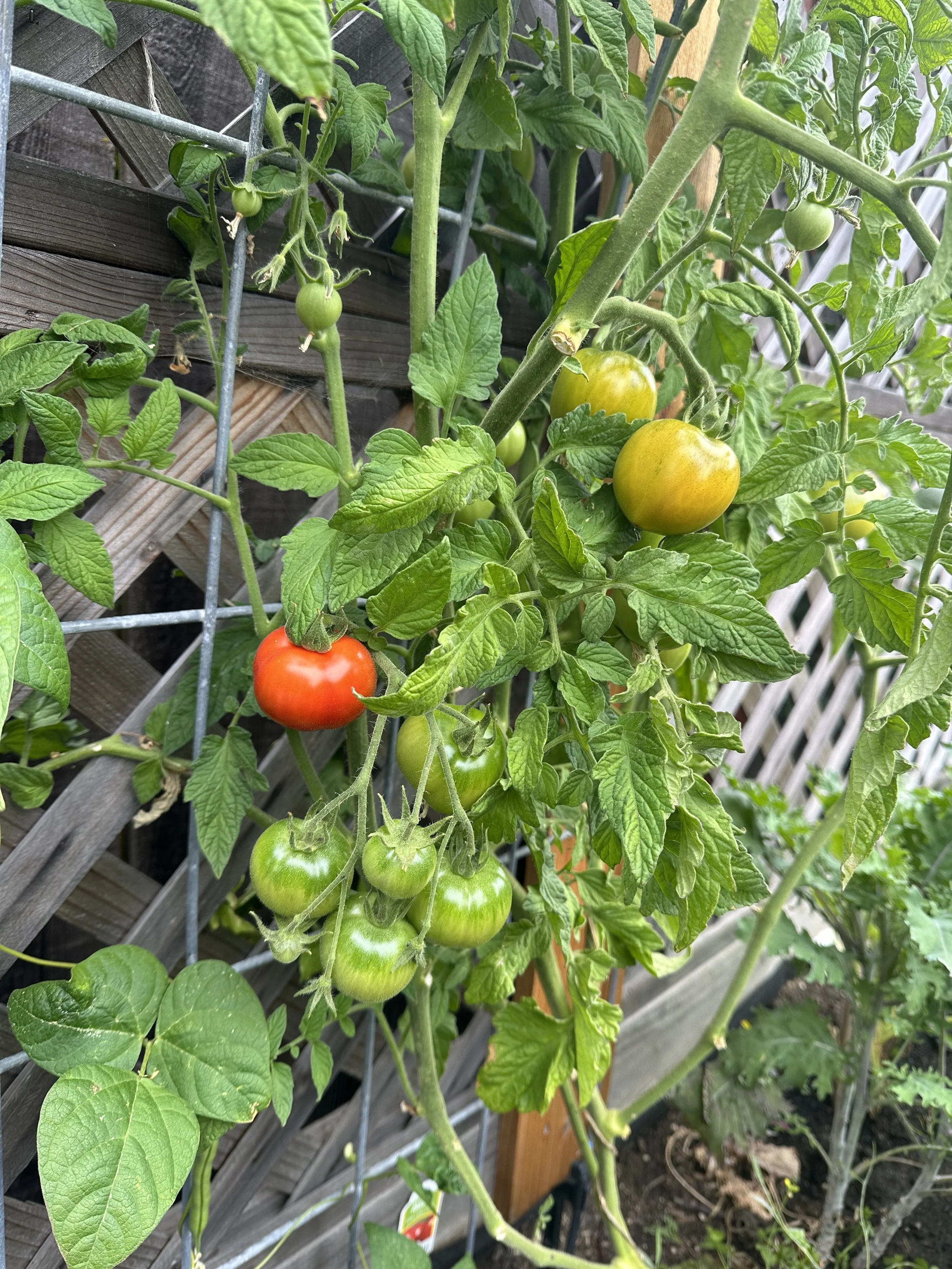Close-up of a tomato plant with unripe green tomatoes, some ripening yellow tomatoes, and a few red ripe tomatoes, supported by a trellis against a wooden fence.