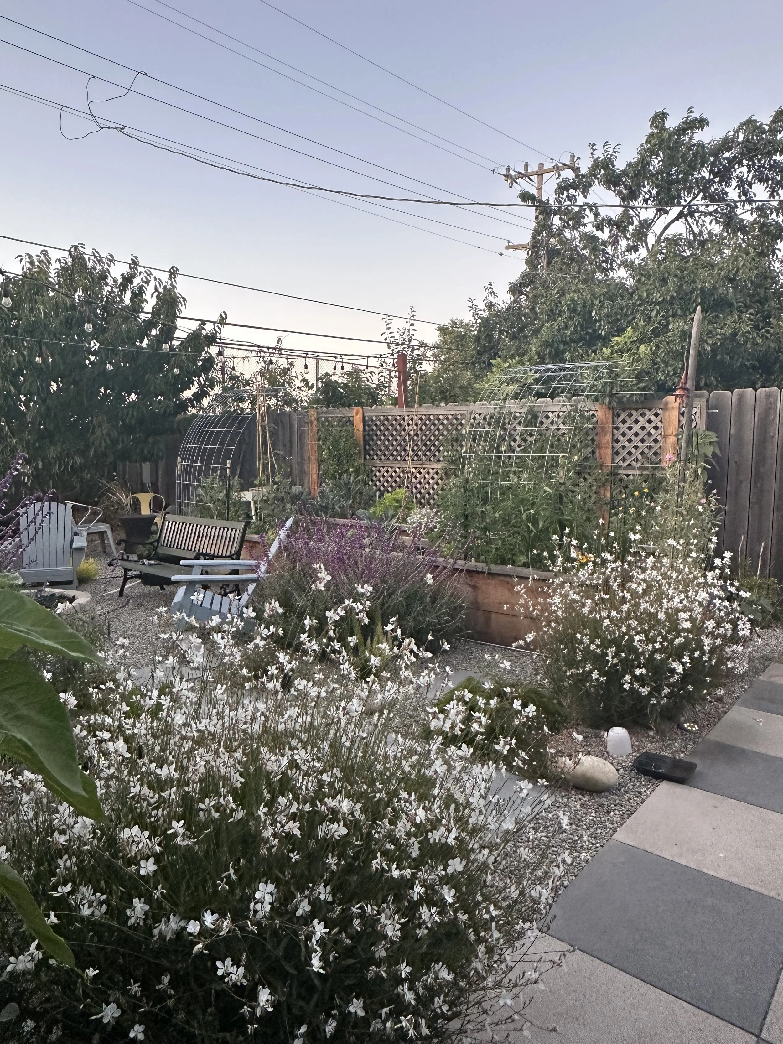 A backyard garden with lush plants, flowering bushes, a gravel path, a wooden fence, and outdoor chairs, under a clear sky with utility poles and power lines overhead.