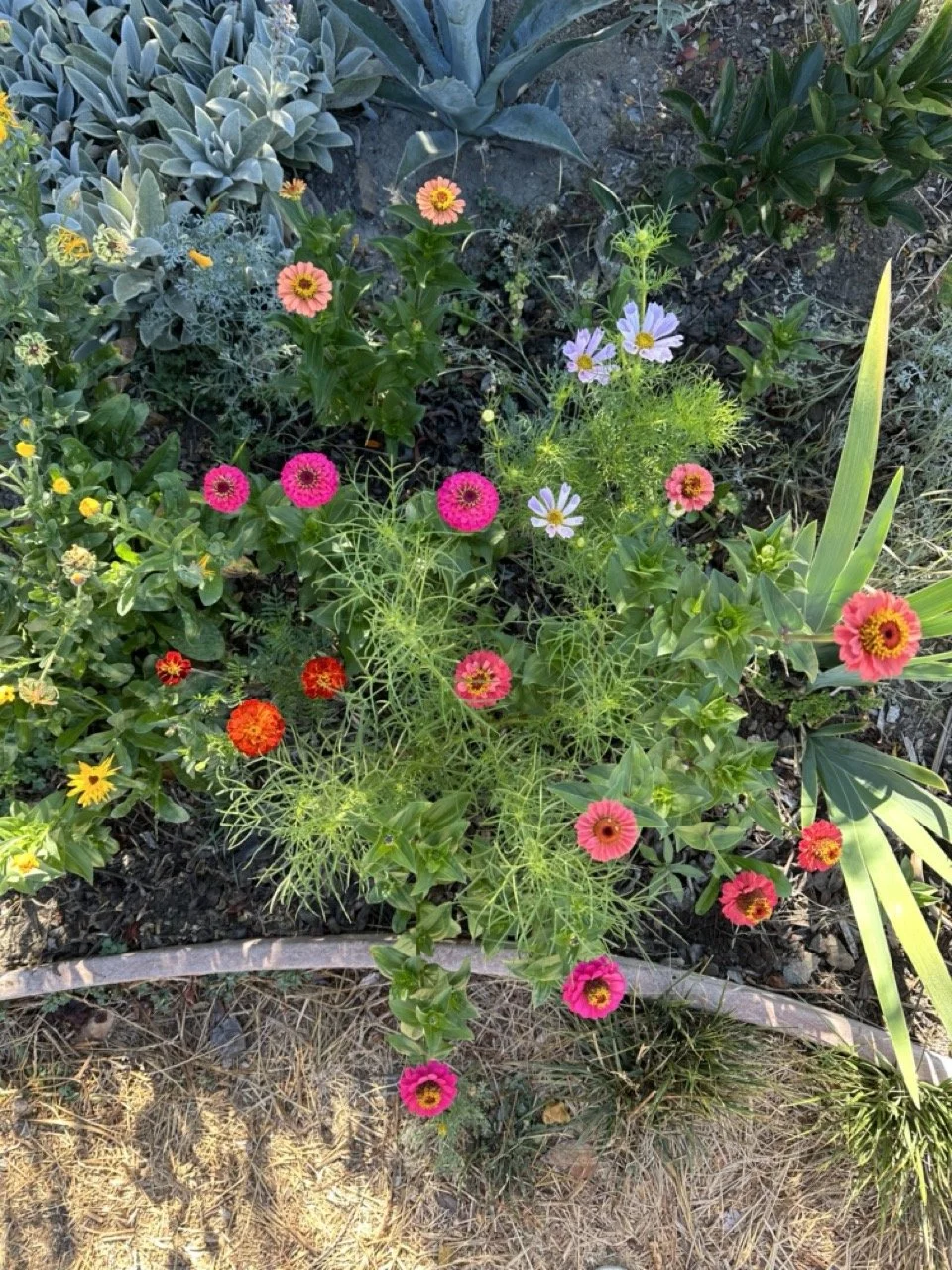 Colorful garden with pink, red, yellow, and white blooming flowers among green foliage and succulents.