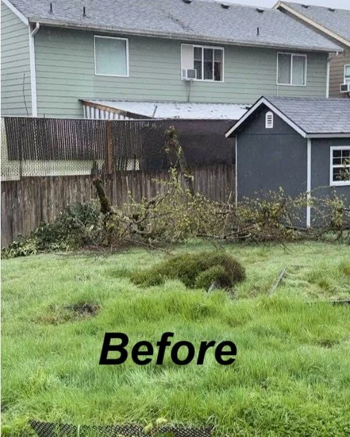 Go Big Junk Removal Yard Debris Removal Before Image Lynnwood WA