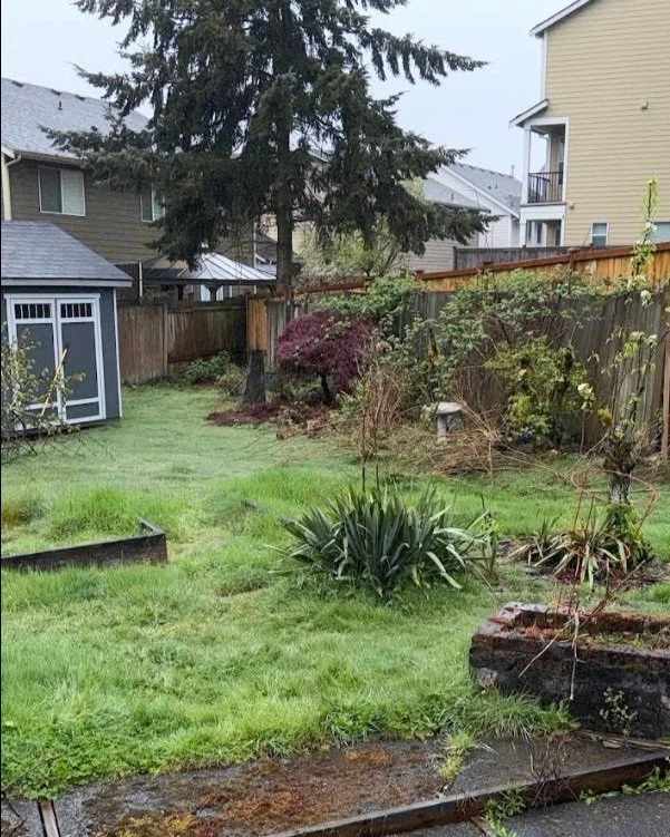🌲Backyard Jungle Removal - Lynnwood, WA