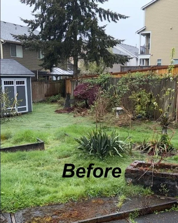 Go Big Junk Removal Yard Debris Before Image Lynnwood WA