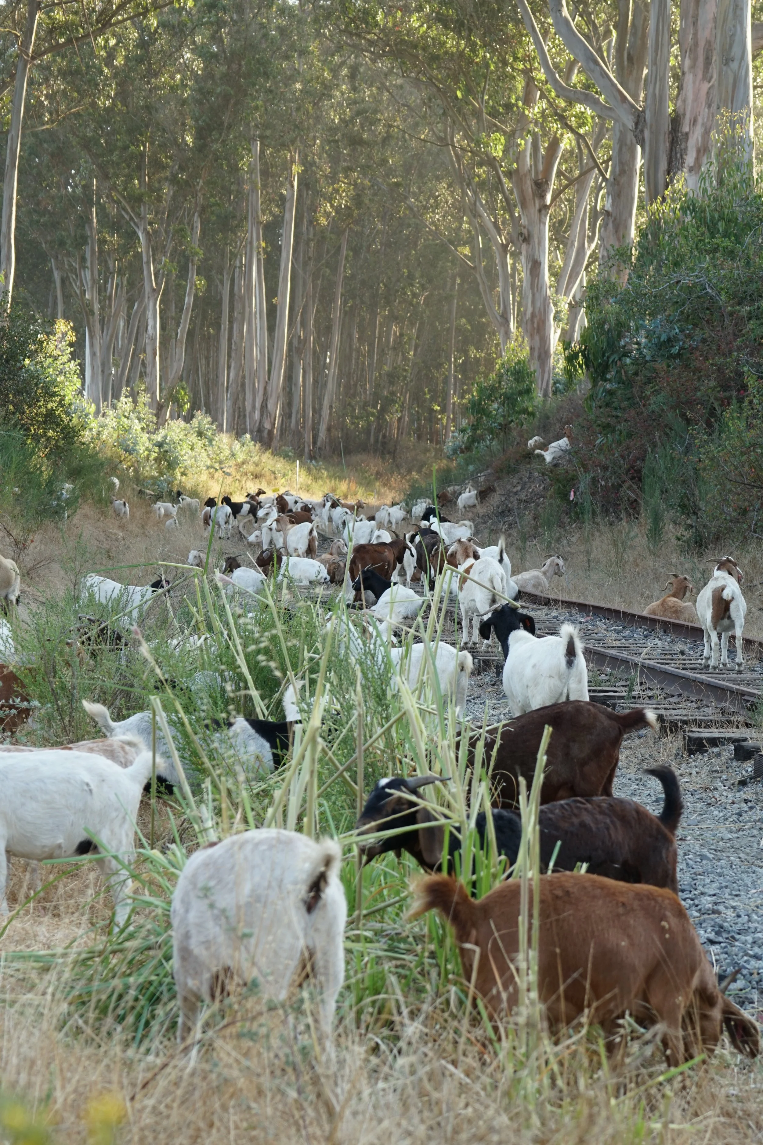 Goats On The Cliffside