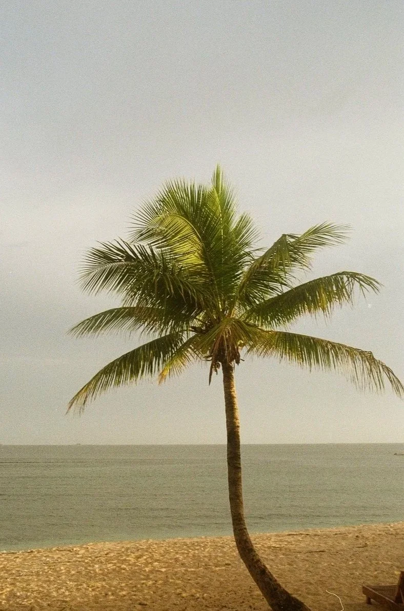 Tavarua Palm Tree