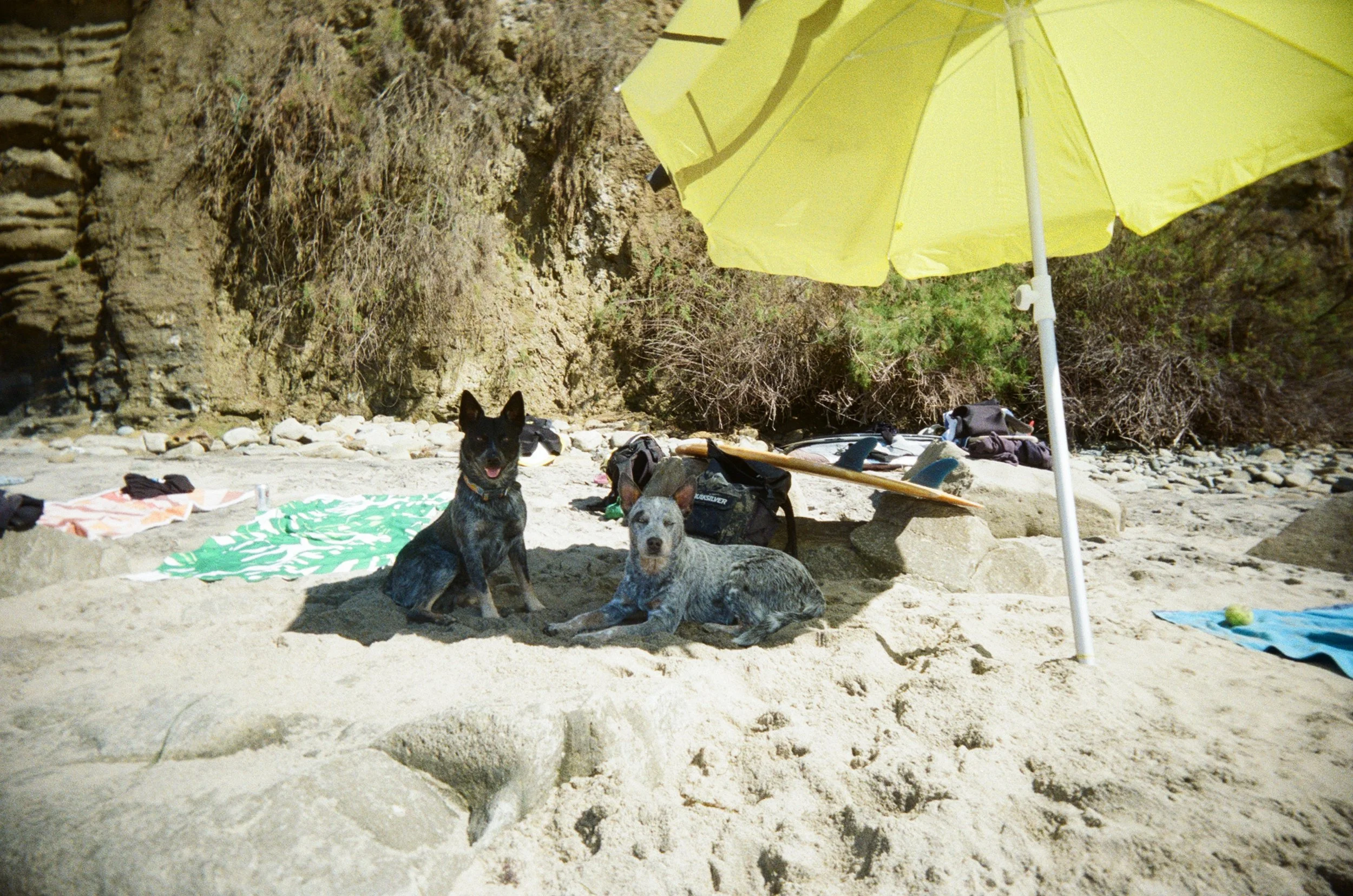 Beach Dogs