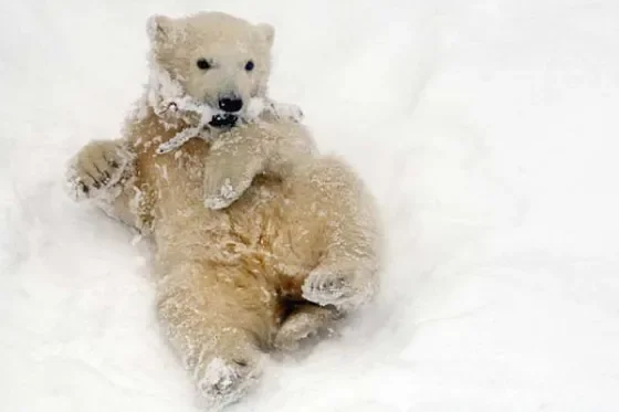 John McPhee: The Sledding Polar Bear