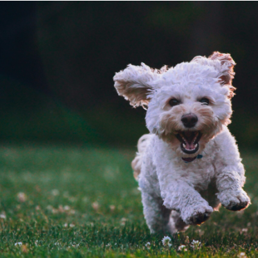 Peace of Mind for Pet Owners: Including Pets in Your Will
