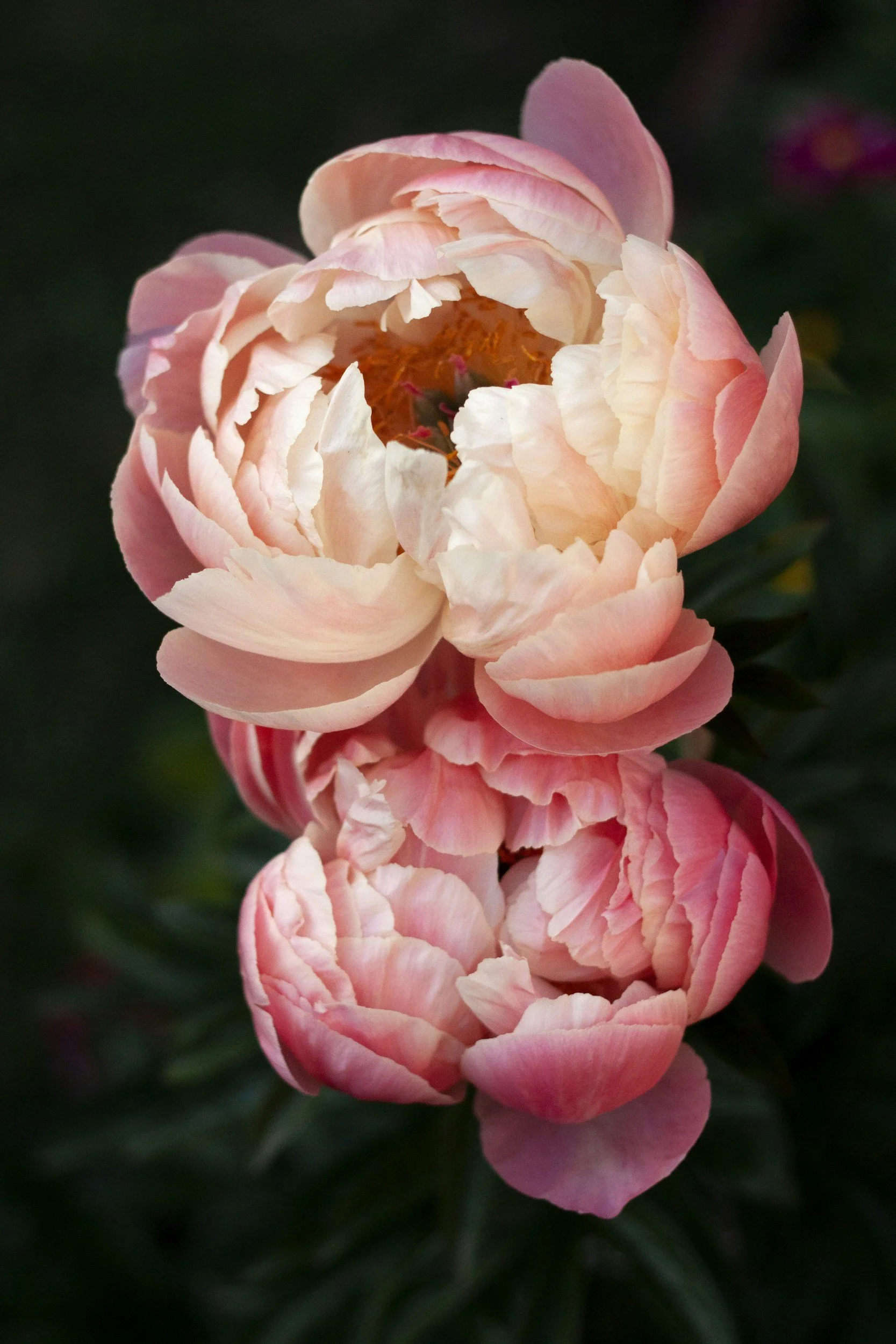 Close-up of a peony flower with light pink and white petals against a dark background.