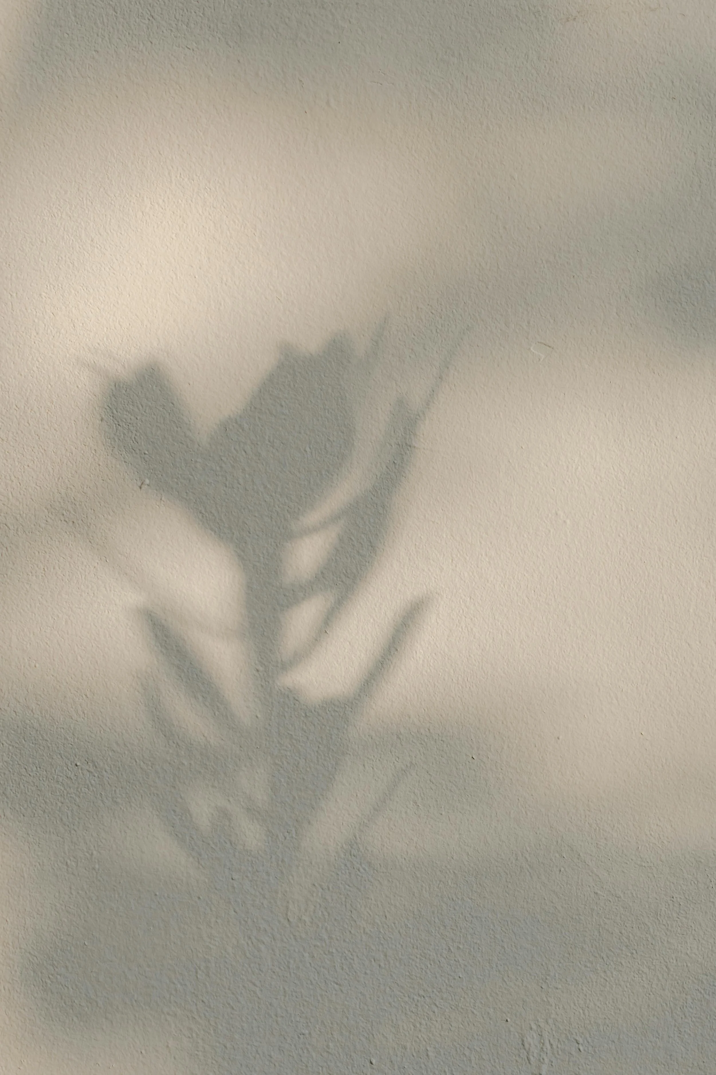Shadow of a hand reaching towards or touching a plant on a textured wall.