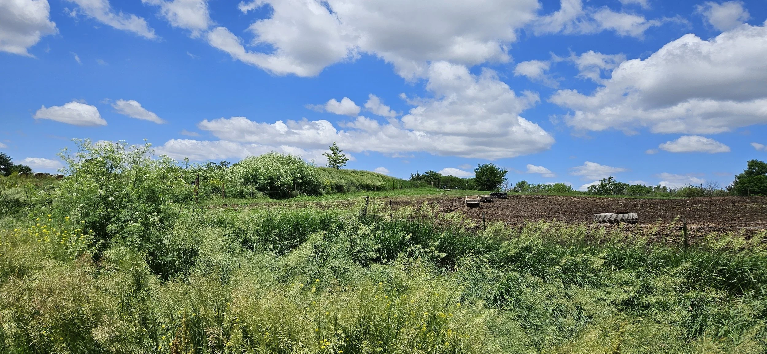 Photograph of a sunny field landscape located in Crab Orchard, Nebraska.