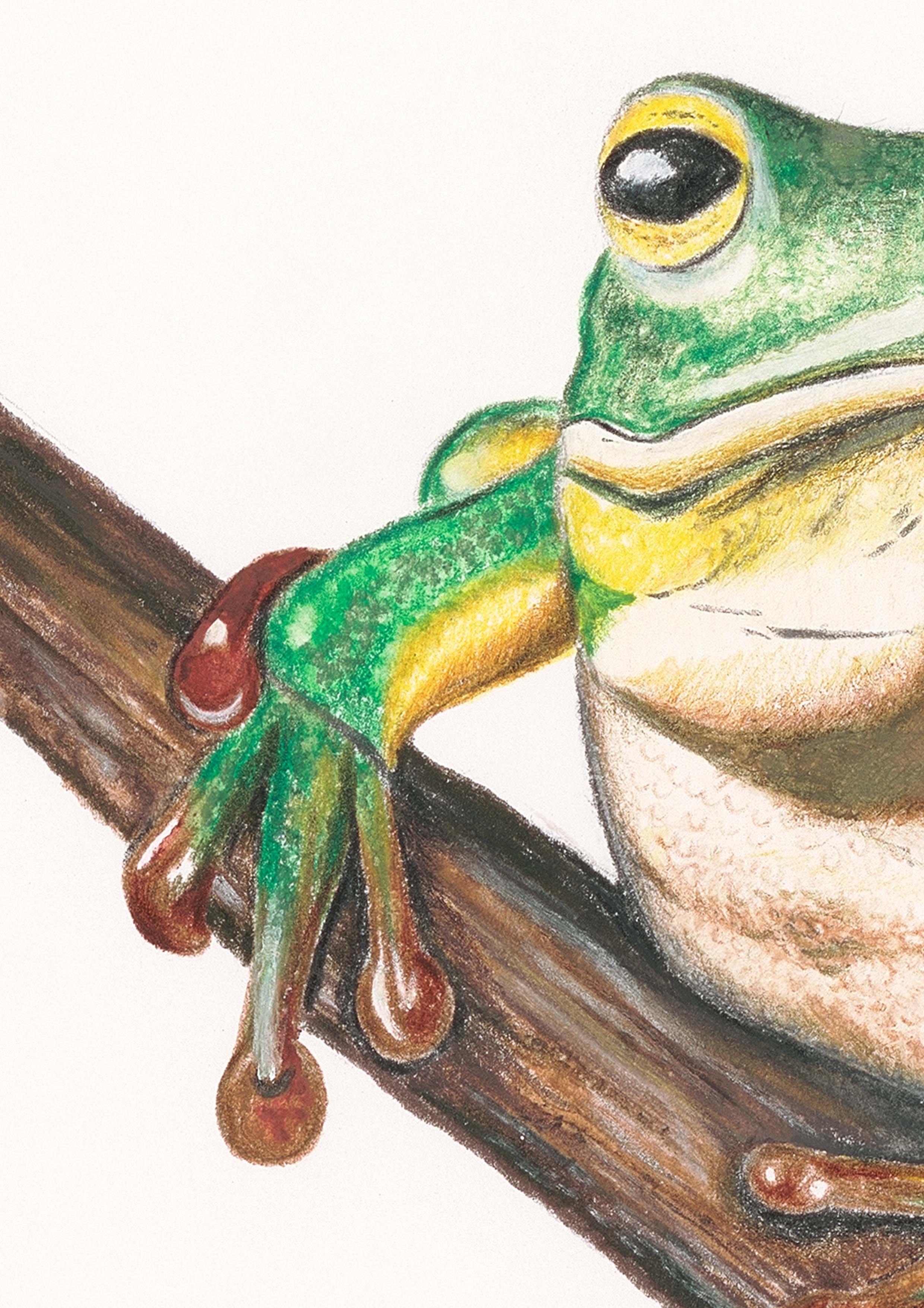Belinda Nadile Art - Green Frog Detail.jpg