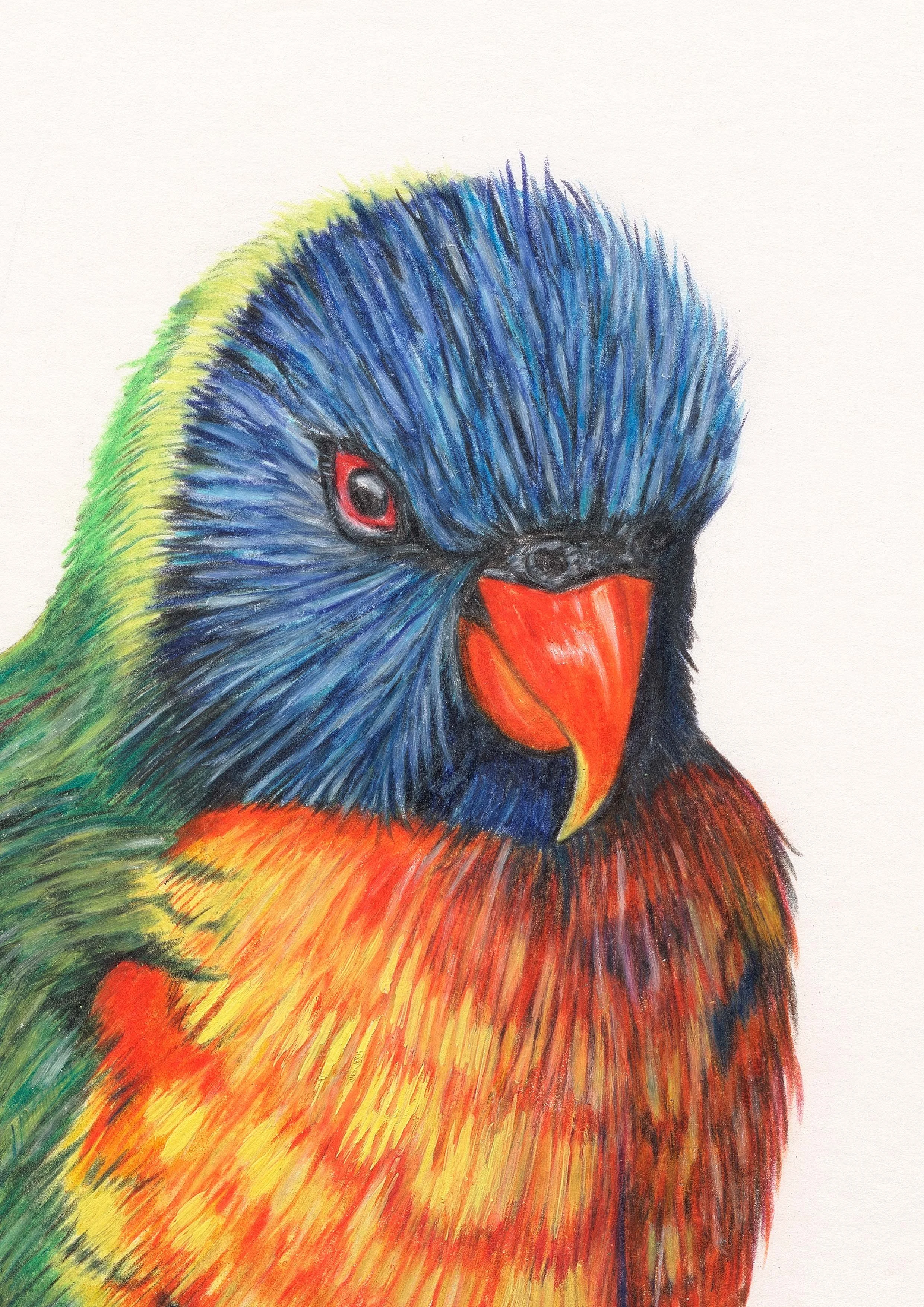 Belinda Nadile Art - Rainbow Lorikeet Detail.jpg