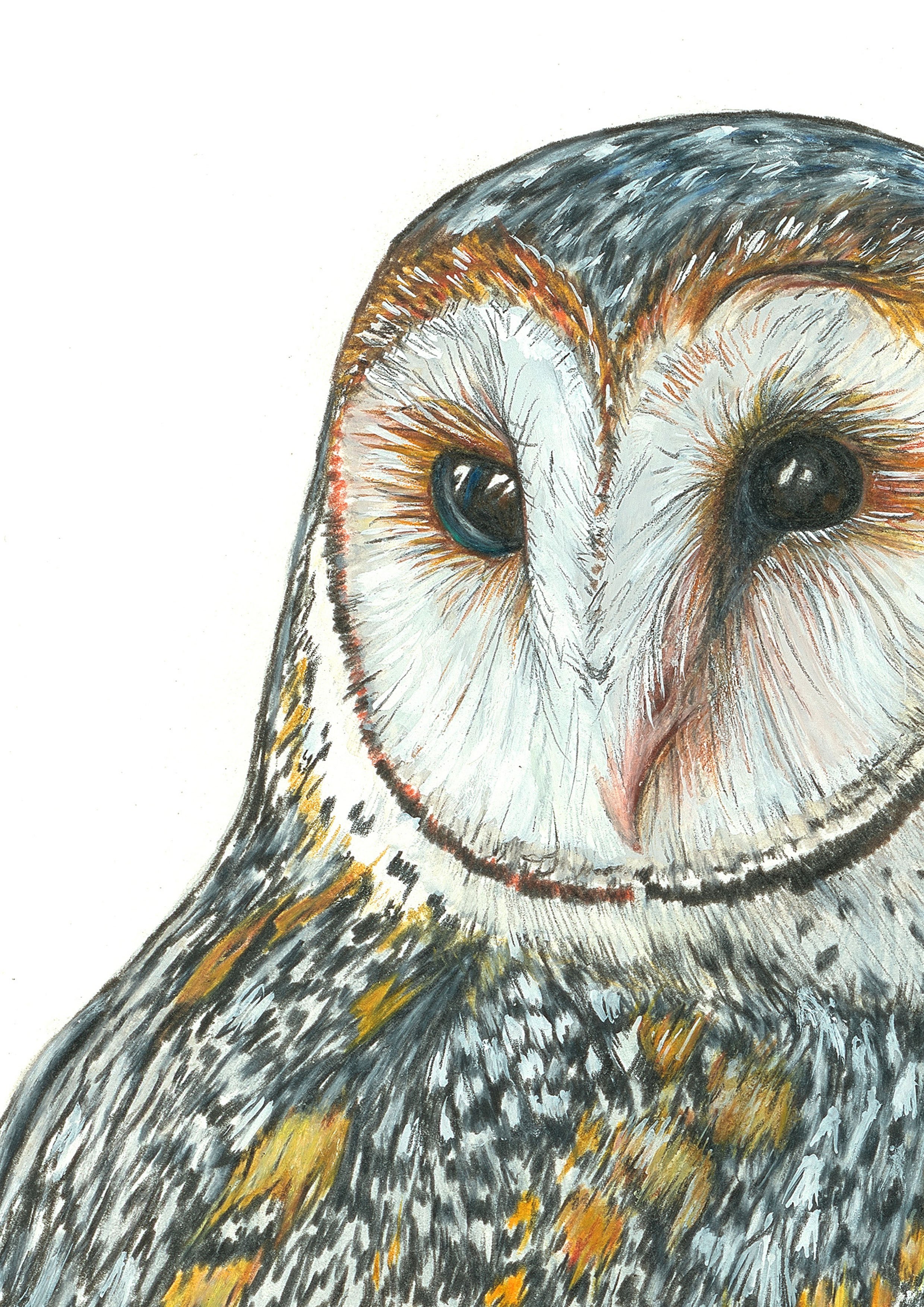 Belinda Nadile Art - Aus Masked Owl Detail.jpg