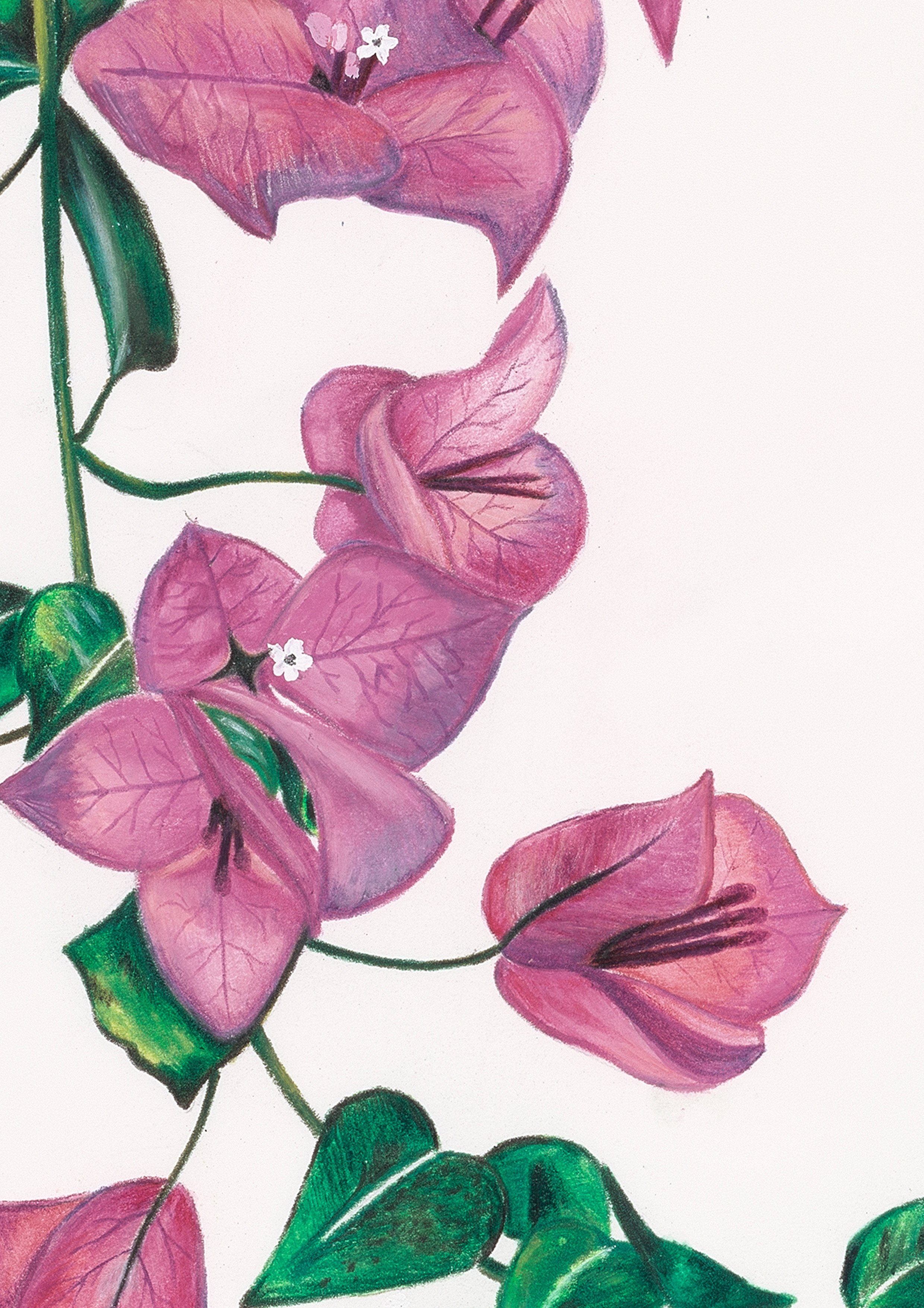 Belinda Nadile Art - Bougainvillea Detail.jpg