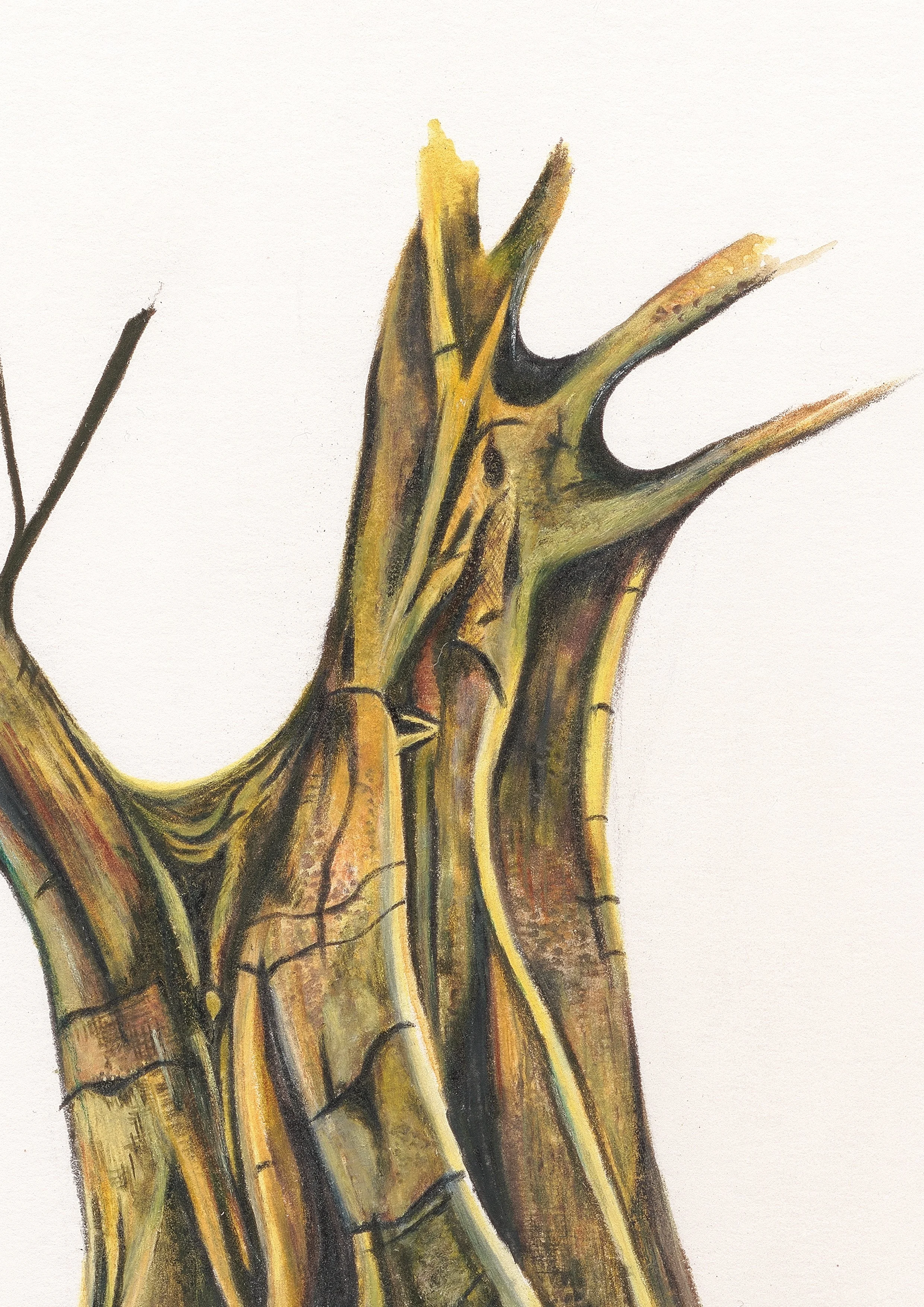 Belinda Nadile Art - Moreton Bay Fig Trunk Detail.jpg