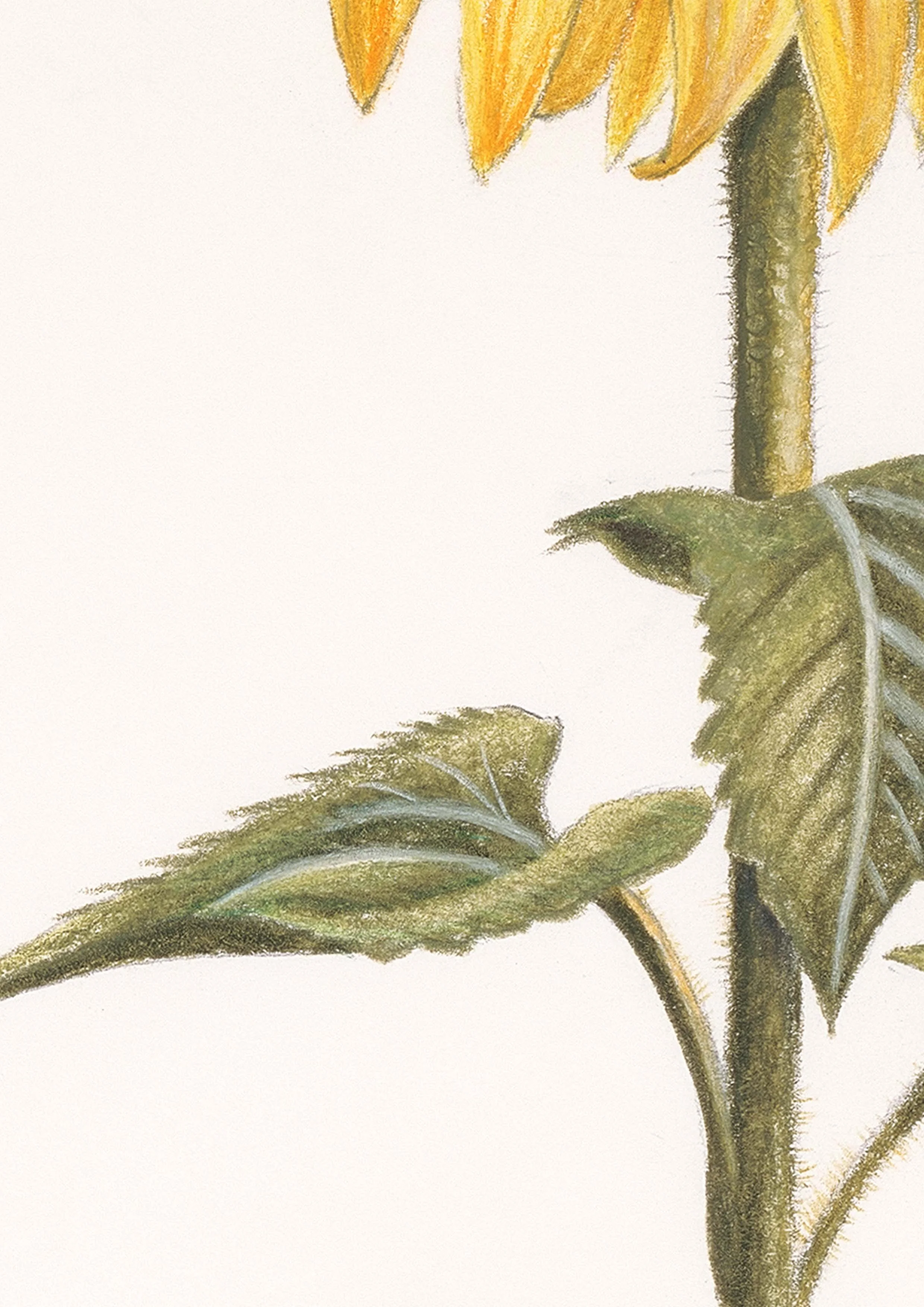 Belinda Nadile Art - Sunflower Detail.jpg