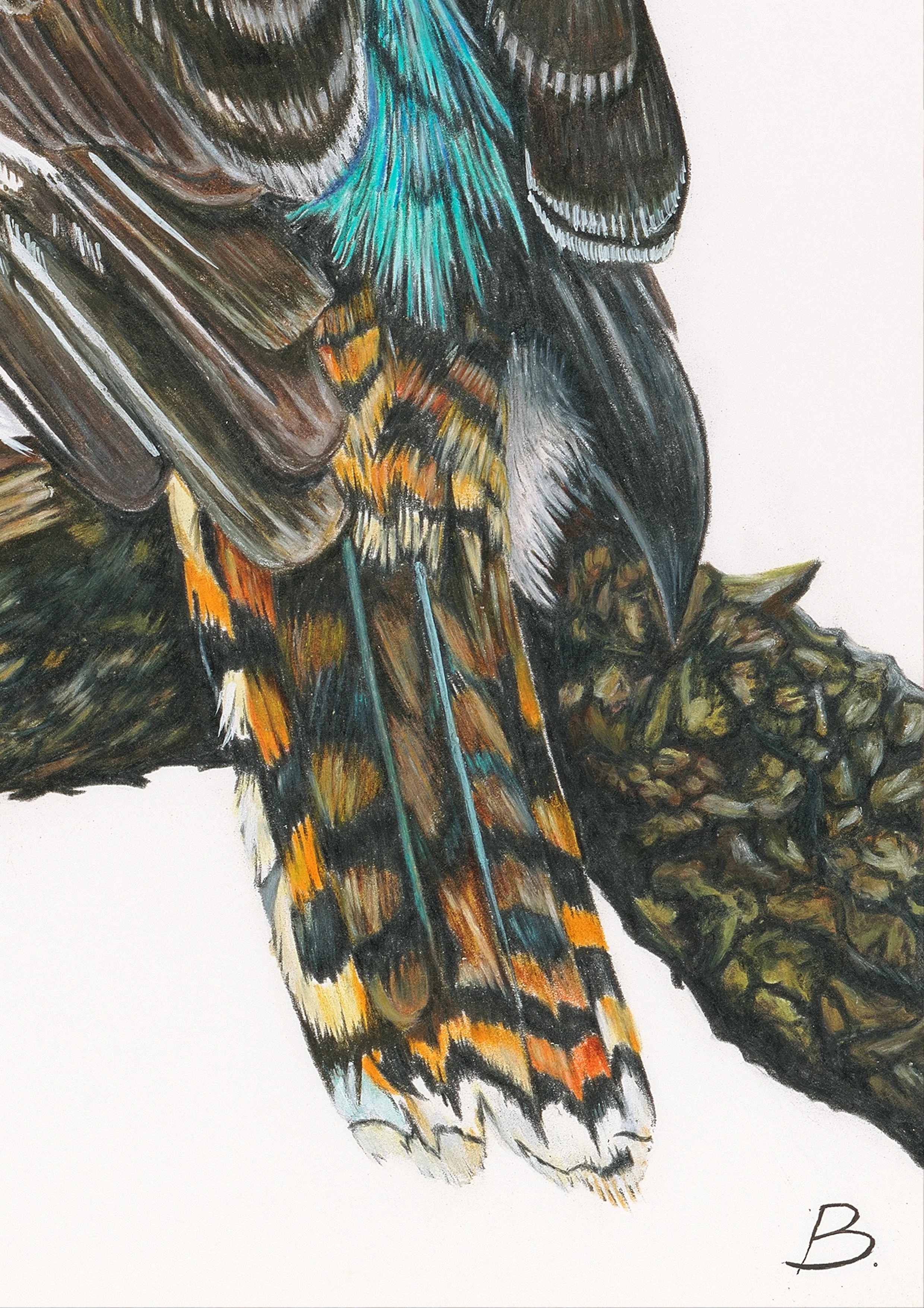 Belinda Nadile Art - Kookaburra Detail.jpg